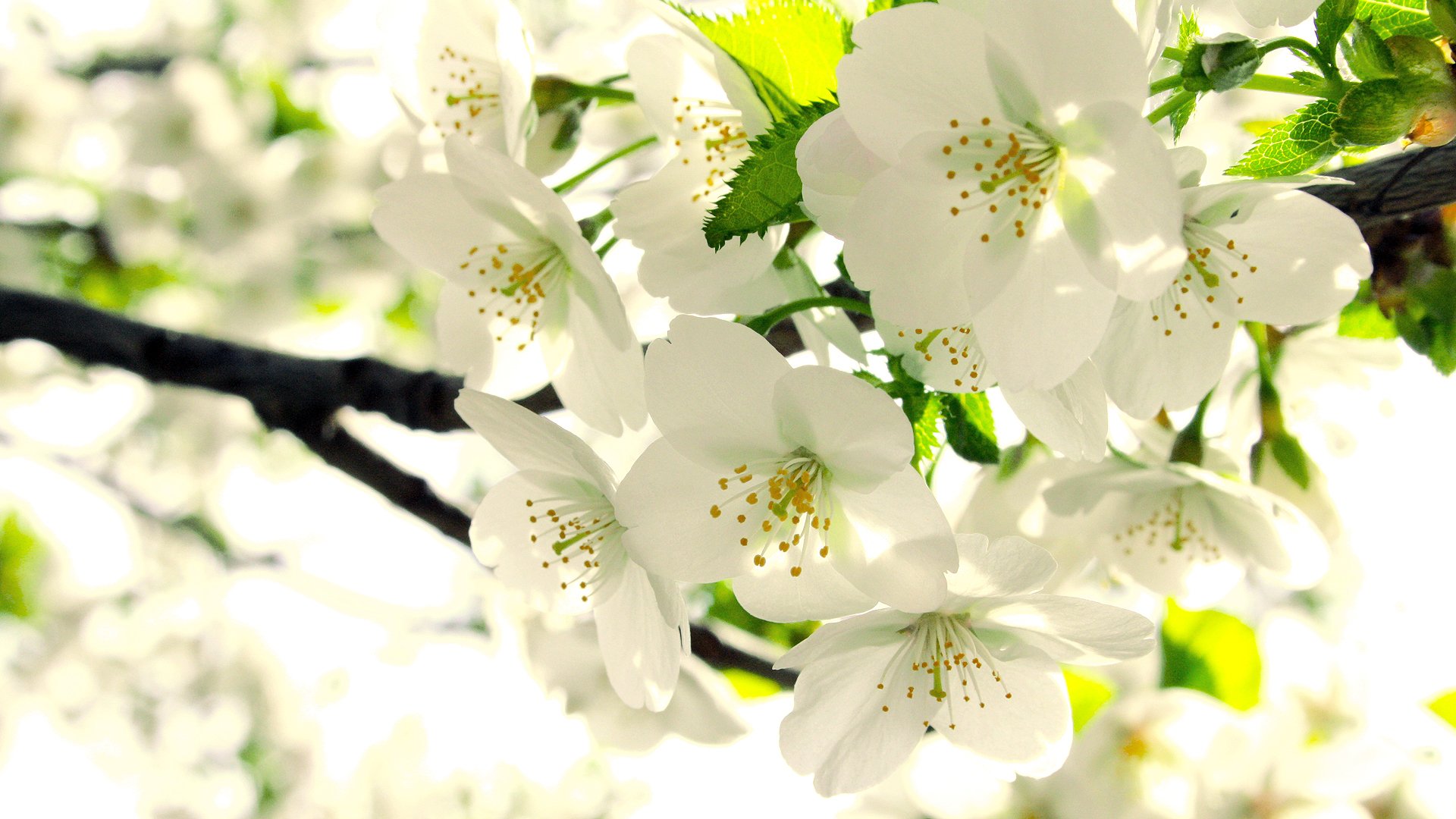 melo fioritura boccioli bianco ramo foglie primavera