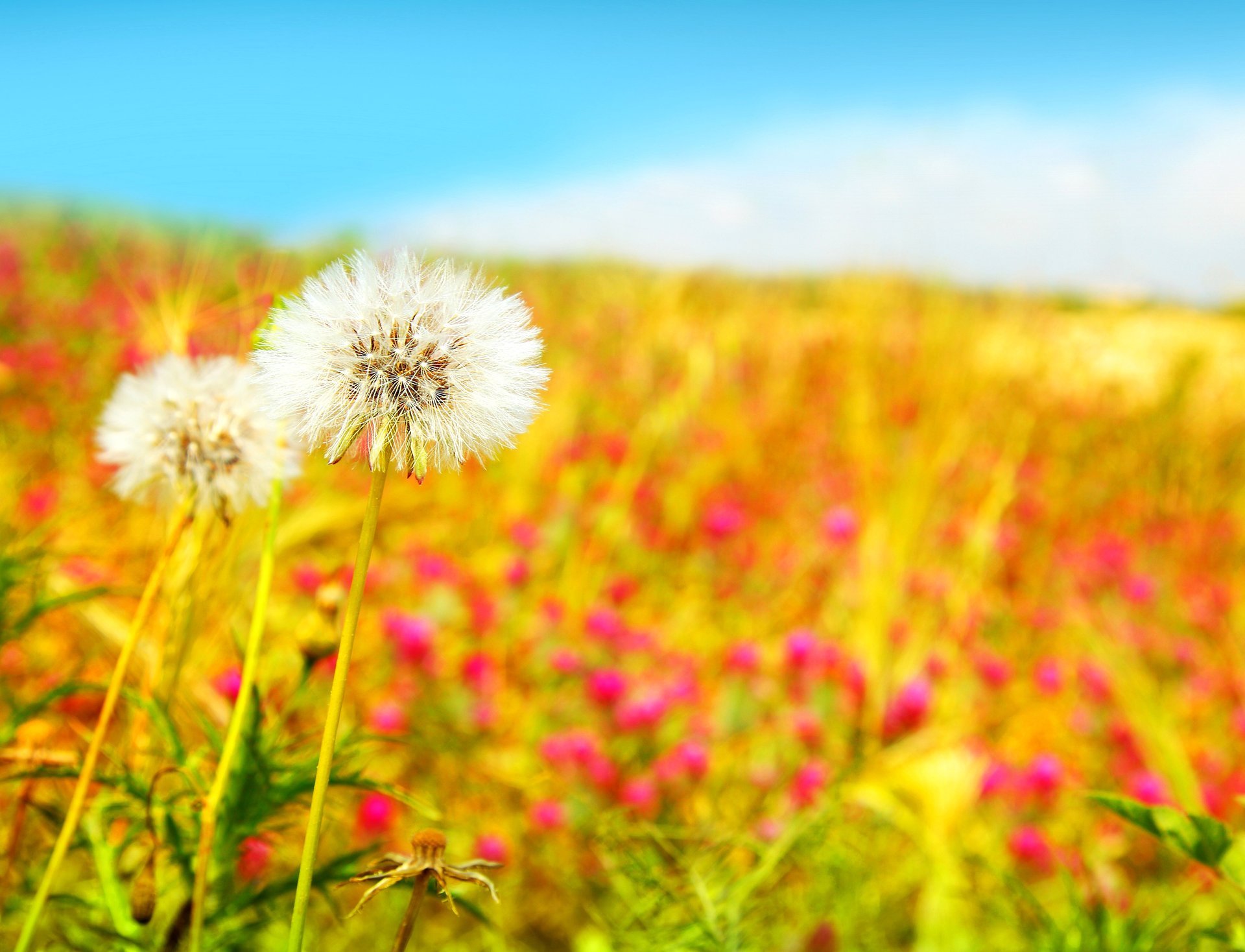 beau champ pissenlits champ fleurs blanc printemps nature bleu ciel