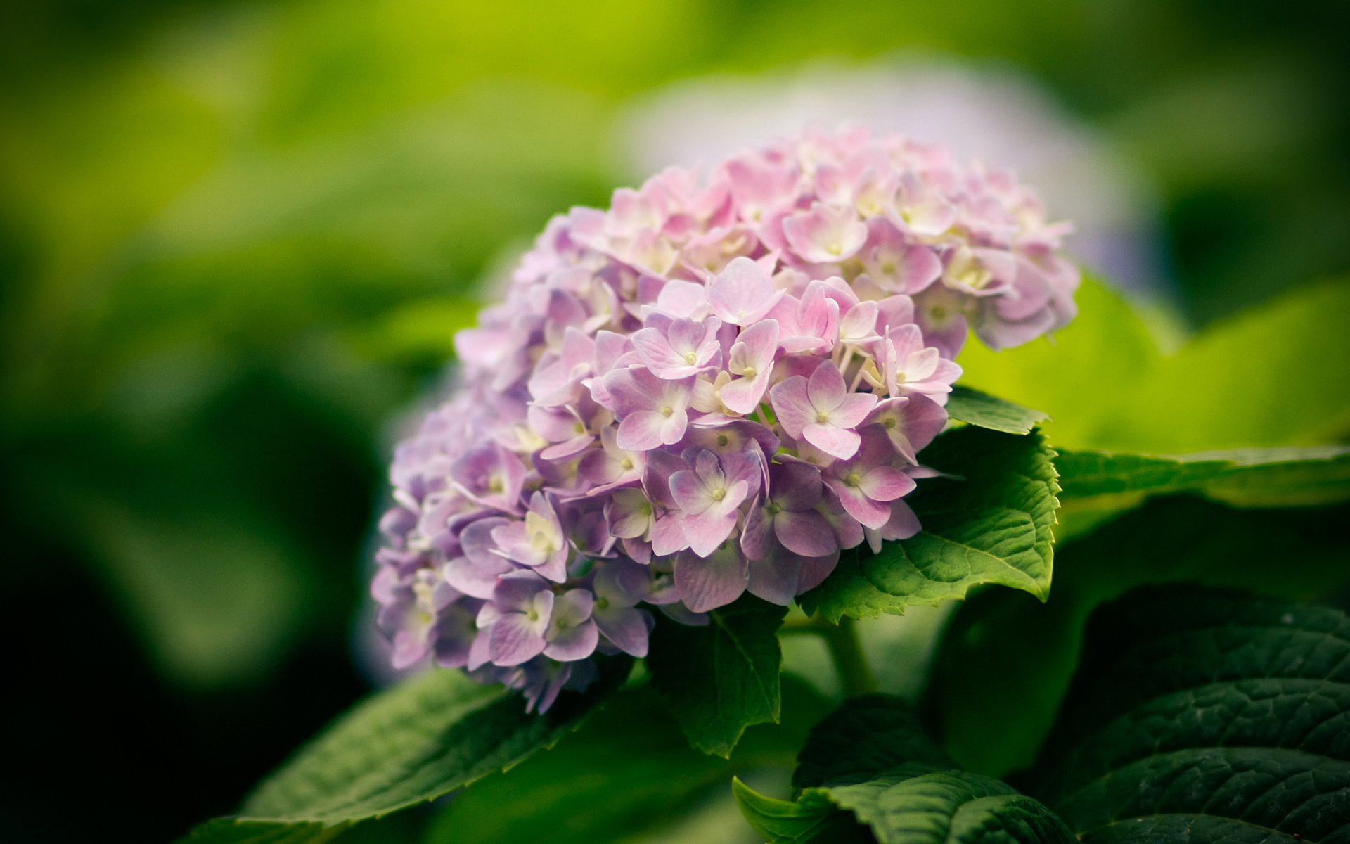 natur pflanzen blumen hortensie blätter blüte tapete