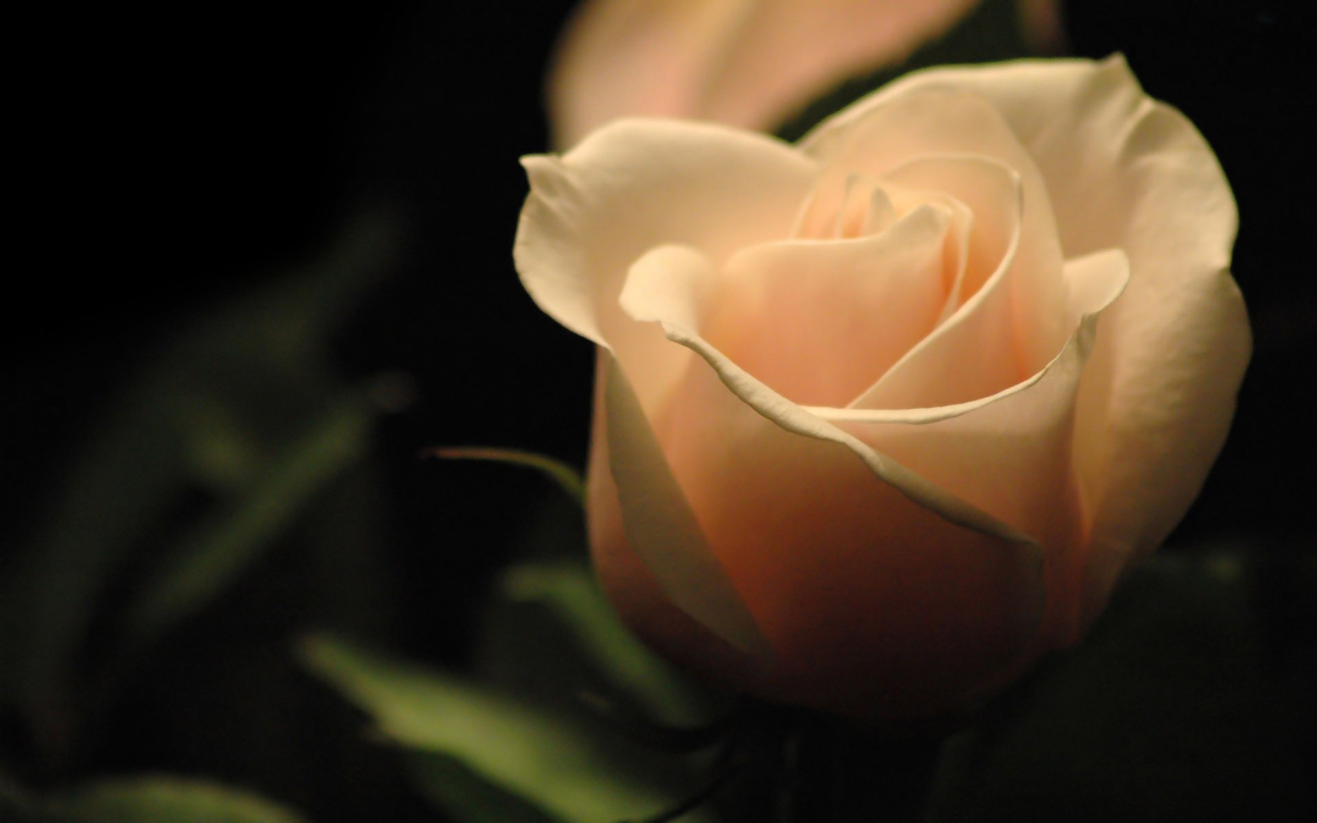 rose rose dark background glow