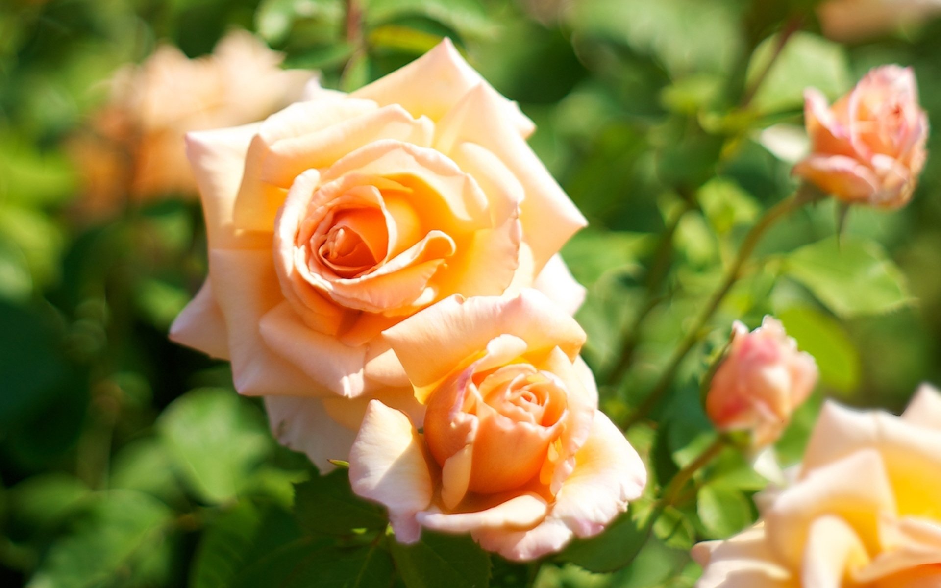 rose arancio fiori macro sfocatura colore