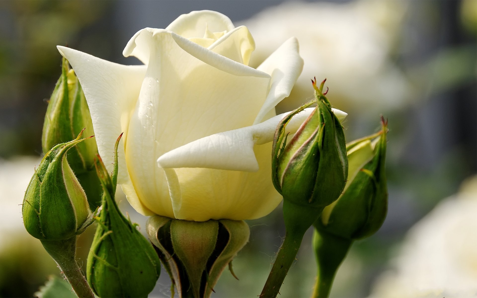 rose white petals buds close up