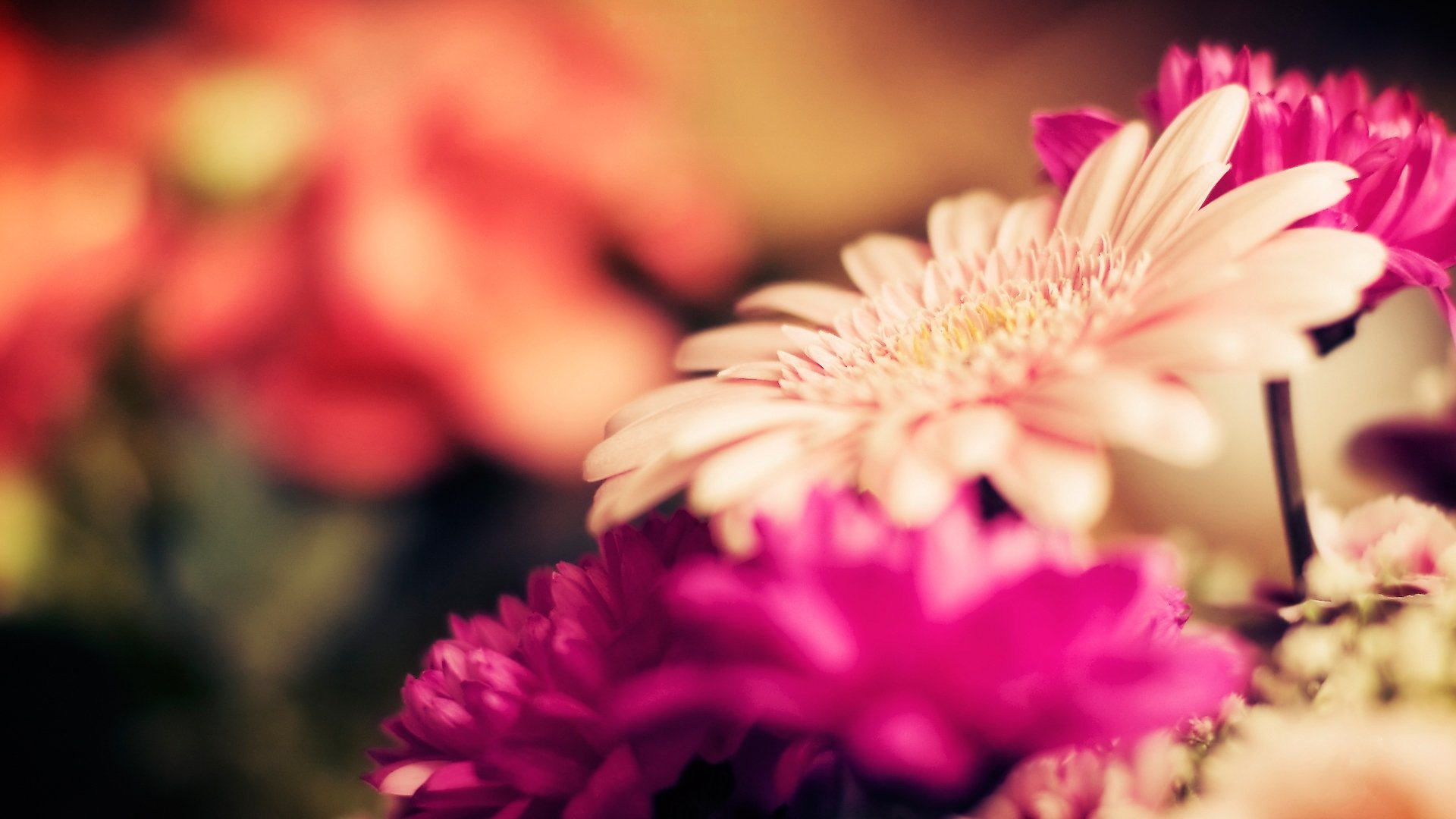 kwiaty gerbera fokus łodygi pąki makro płatki natura