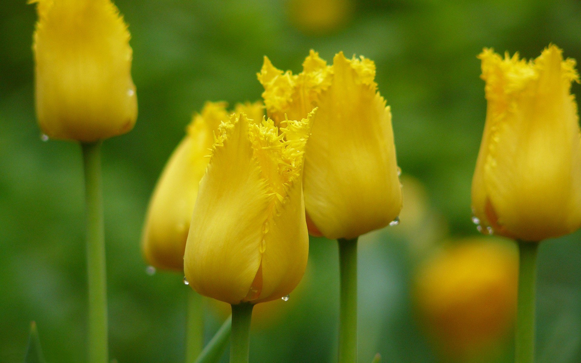 tulipani giallo gemme gocce messa a fuoco primavera fiori macro