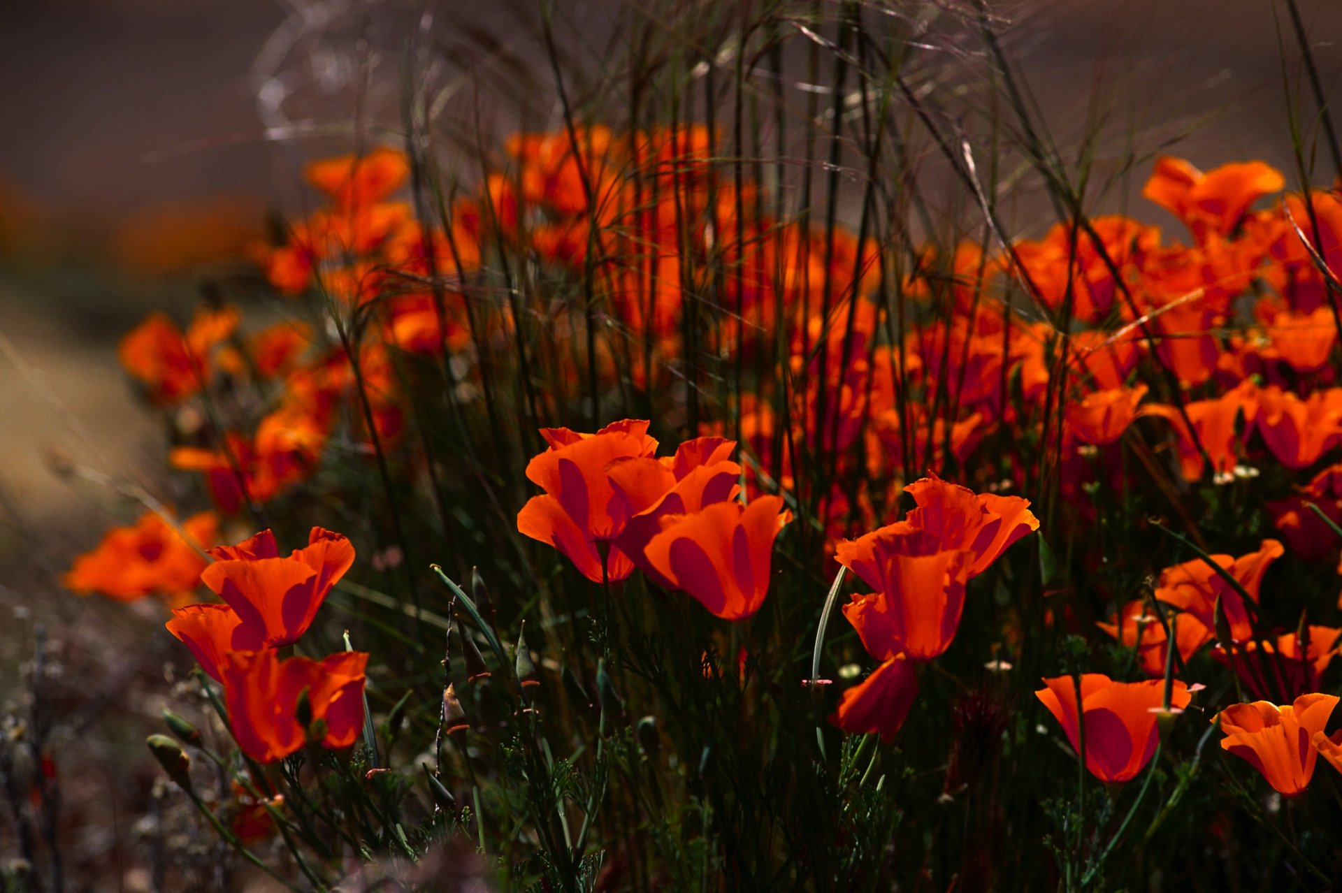 amapolas flores brotes pétalos rojos hierba naturaleza