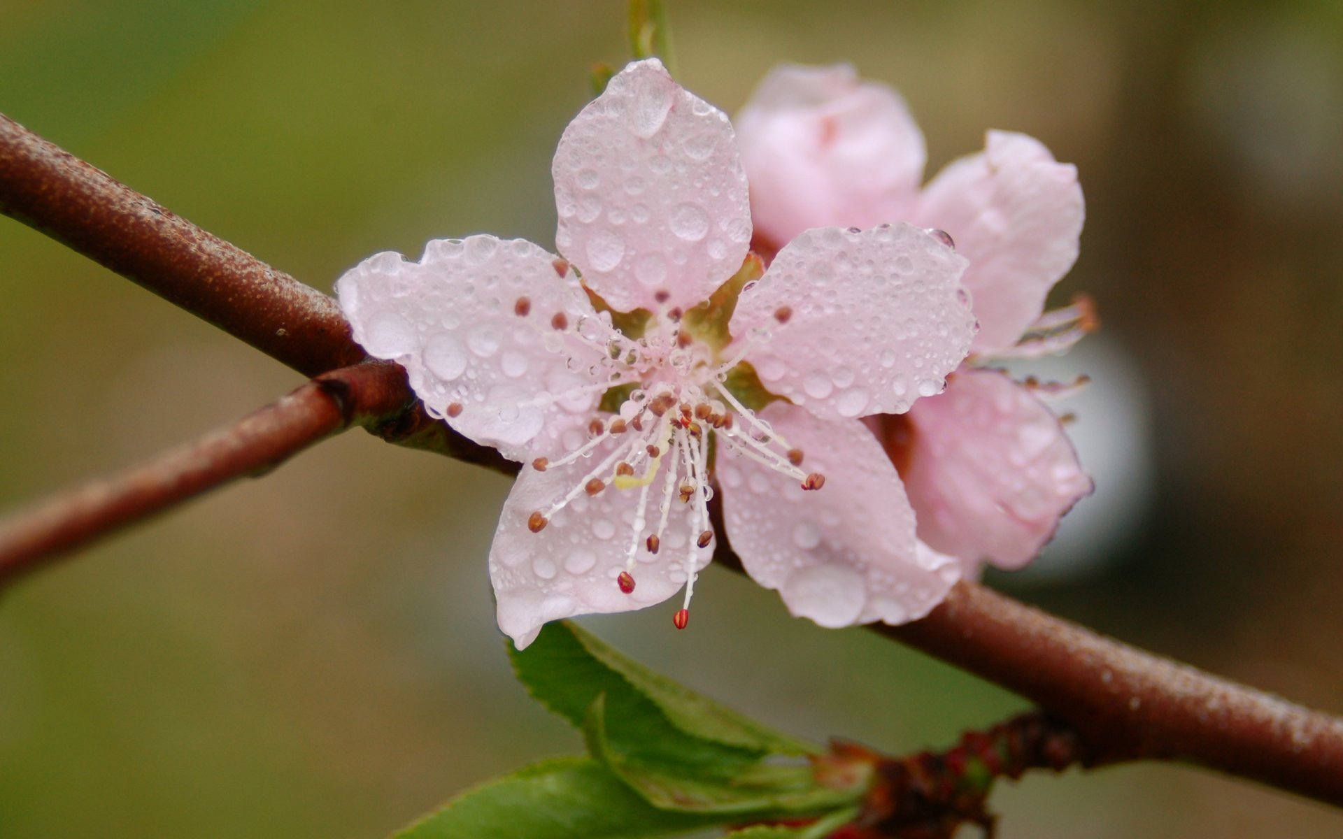 flor macro pétalos rosa gotas rocío floración rama frescura primavera