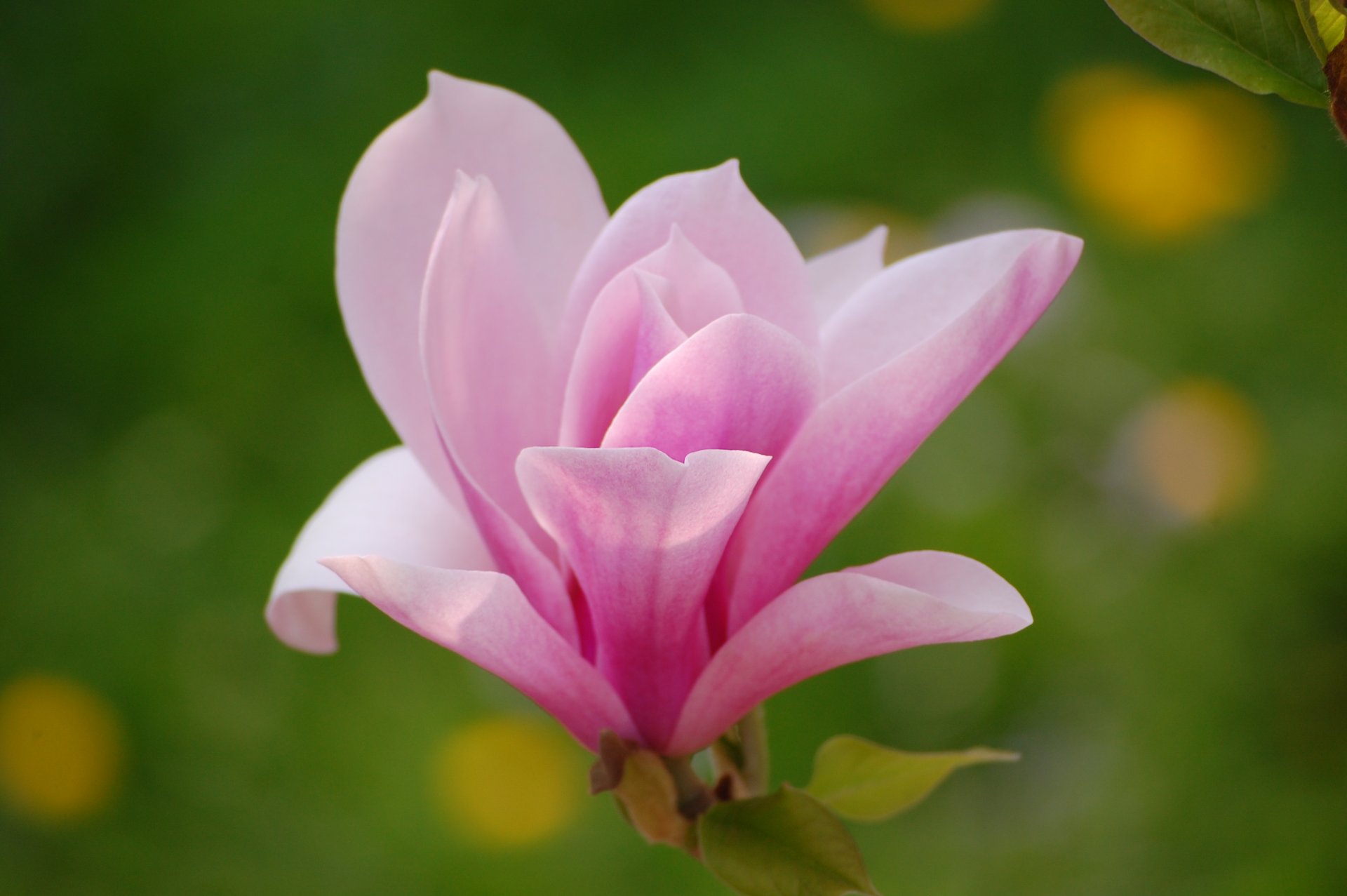 magnolia rosa fiore petali luce fiori macro