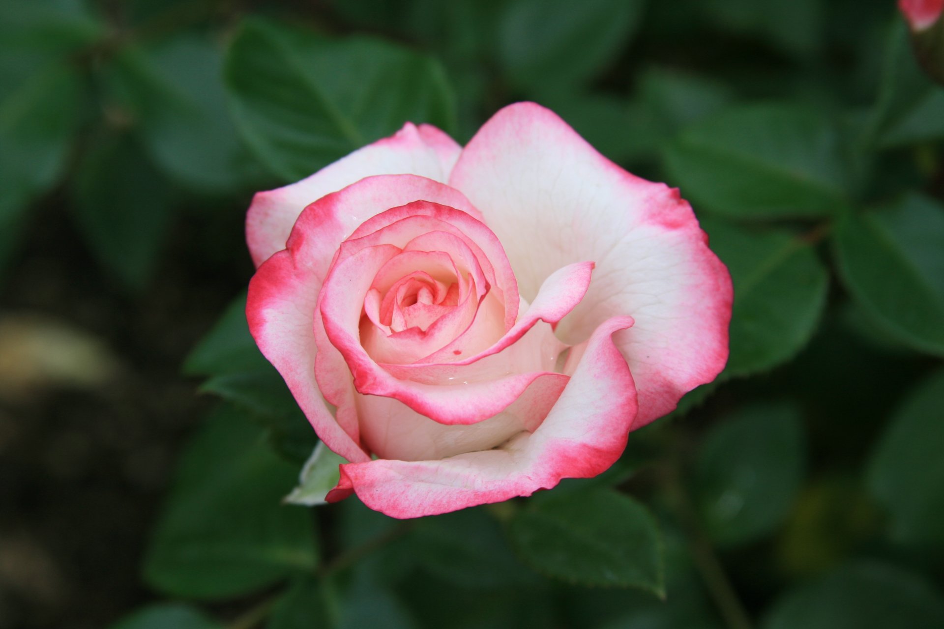 kwiaty róże różowe natura piękno poranek