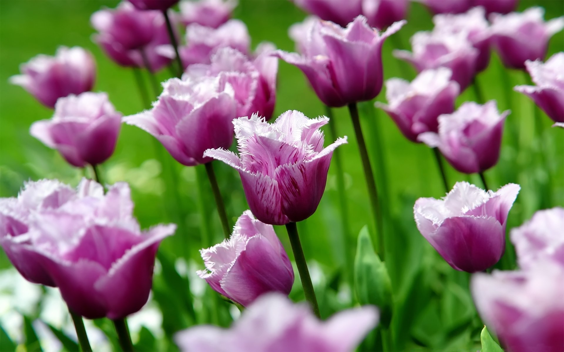 tulipany tulipan kwiaty kwiat pąki płatki wiosna natura makro