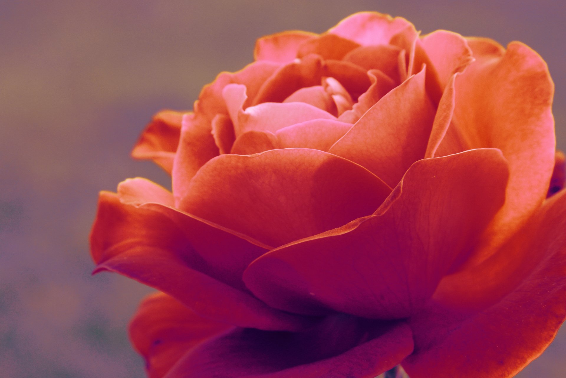 rose flore gros plan tendresse