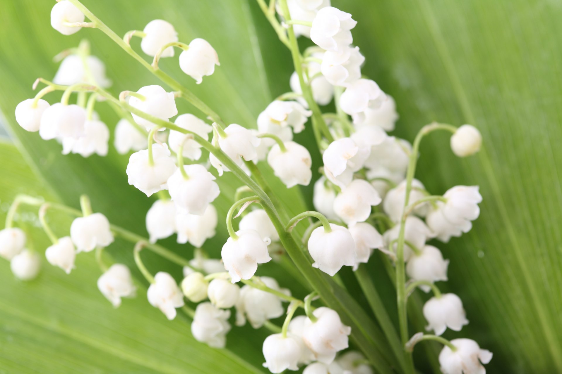 lily of the valley leaves buds flower bouquet spring