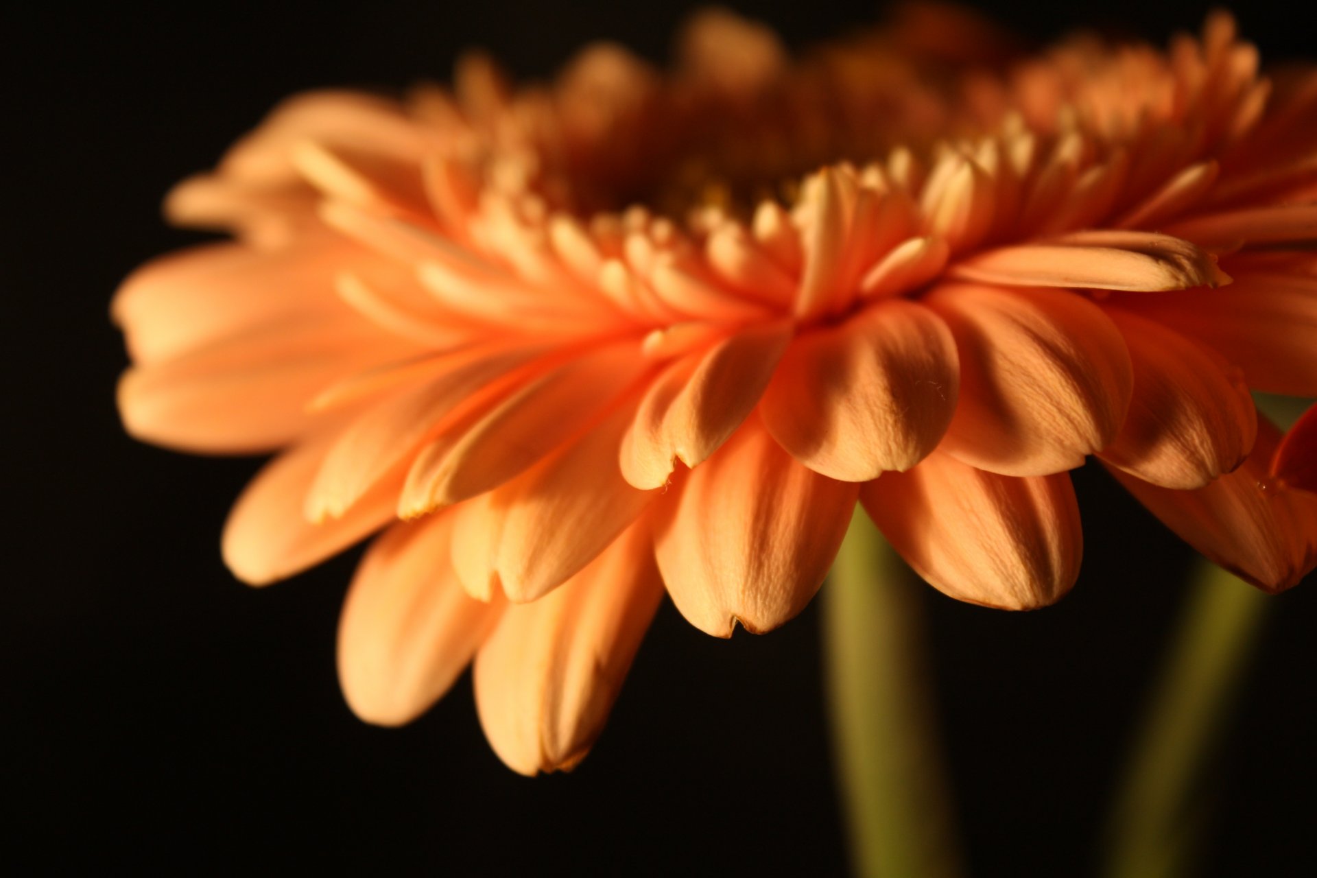 flower flowers gerbera bud petals the stem