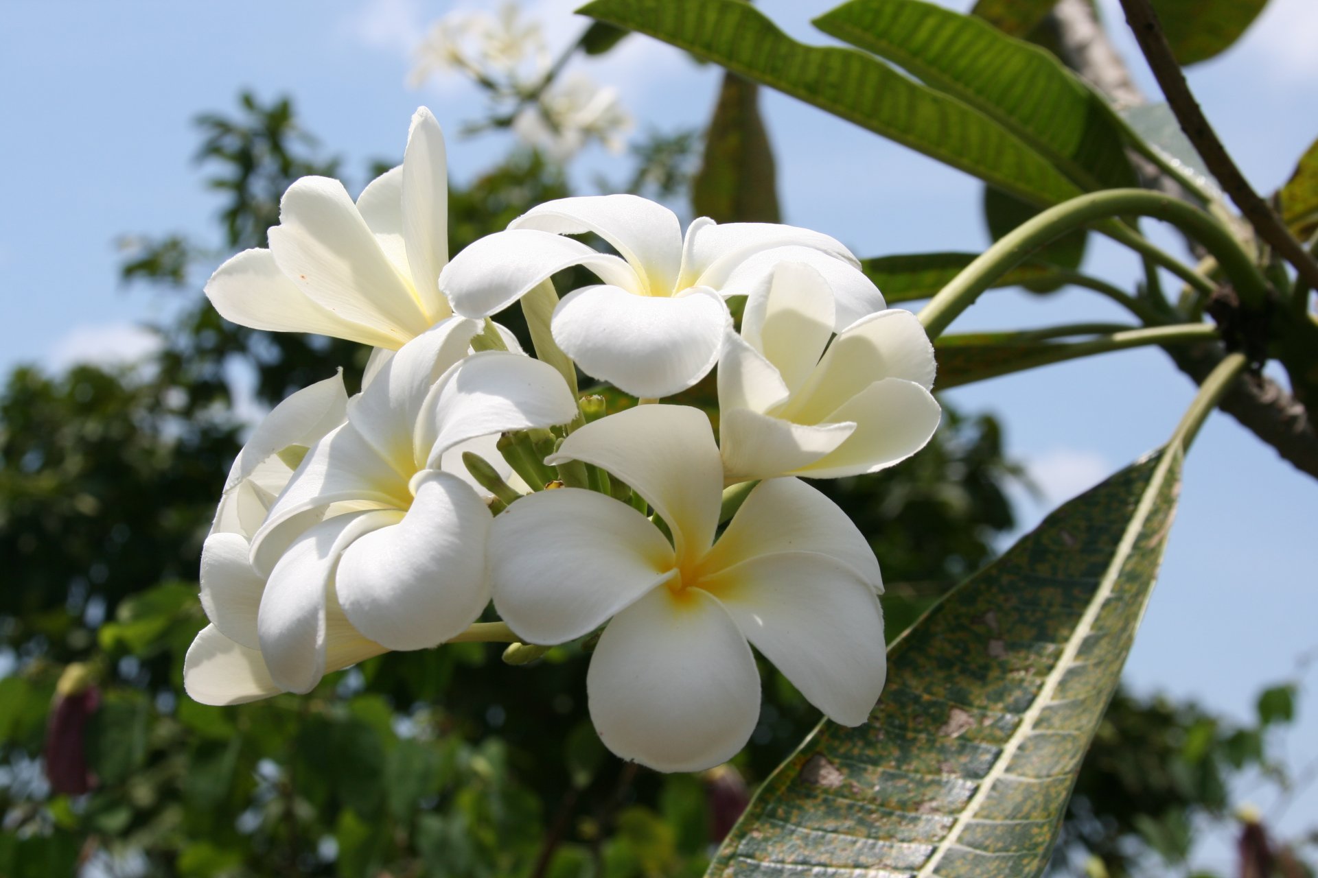 flower nature magnolia sea thailand travel tree sports walk mood