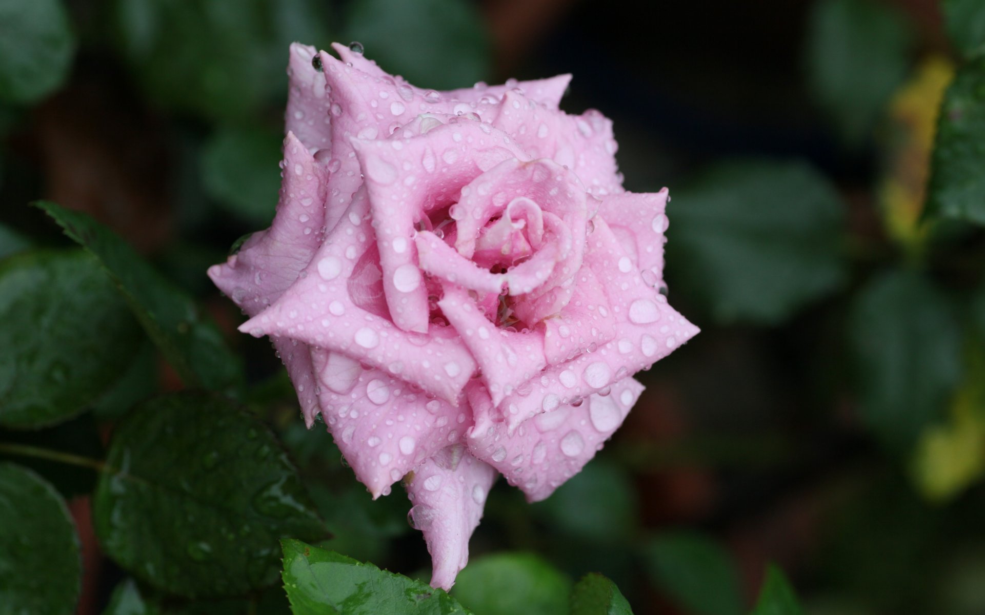 rosa rosa fiore bocciolo petali rugiada gocce acqua macro