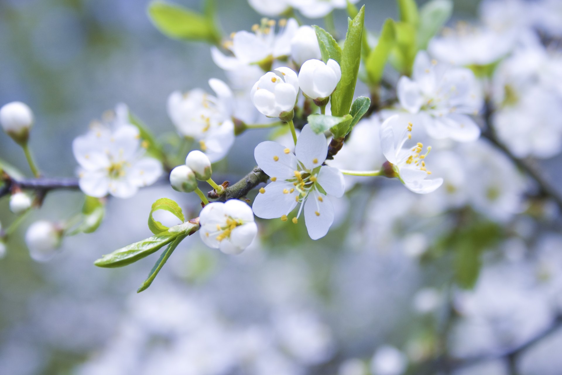 pommier floraison fleurs bourgeons pétales blanc branche printemps nature gros plan