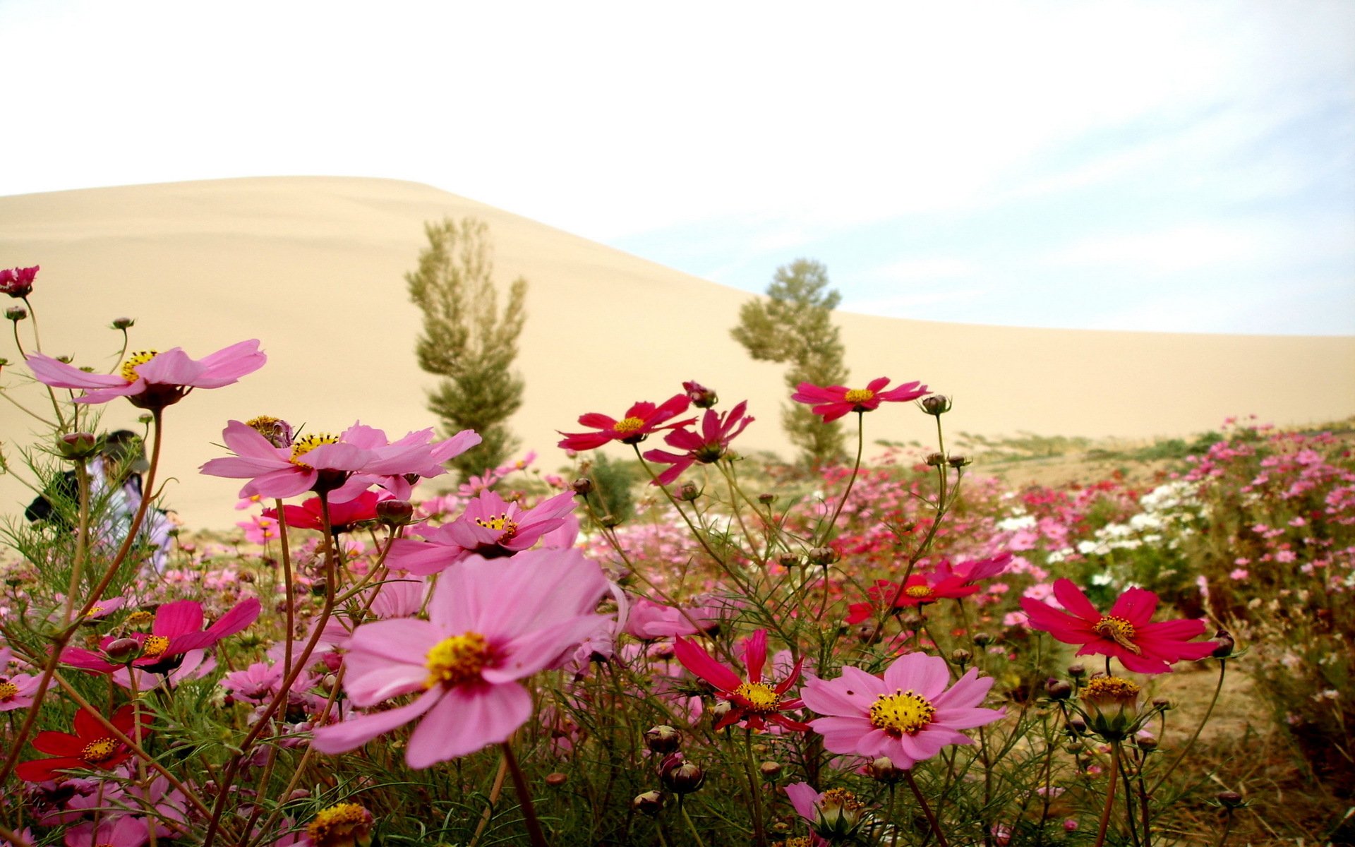 flower nature summer