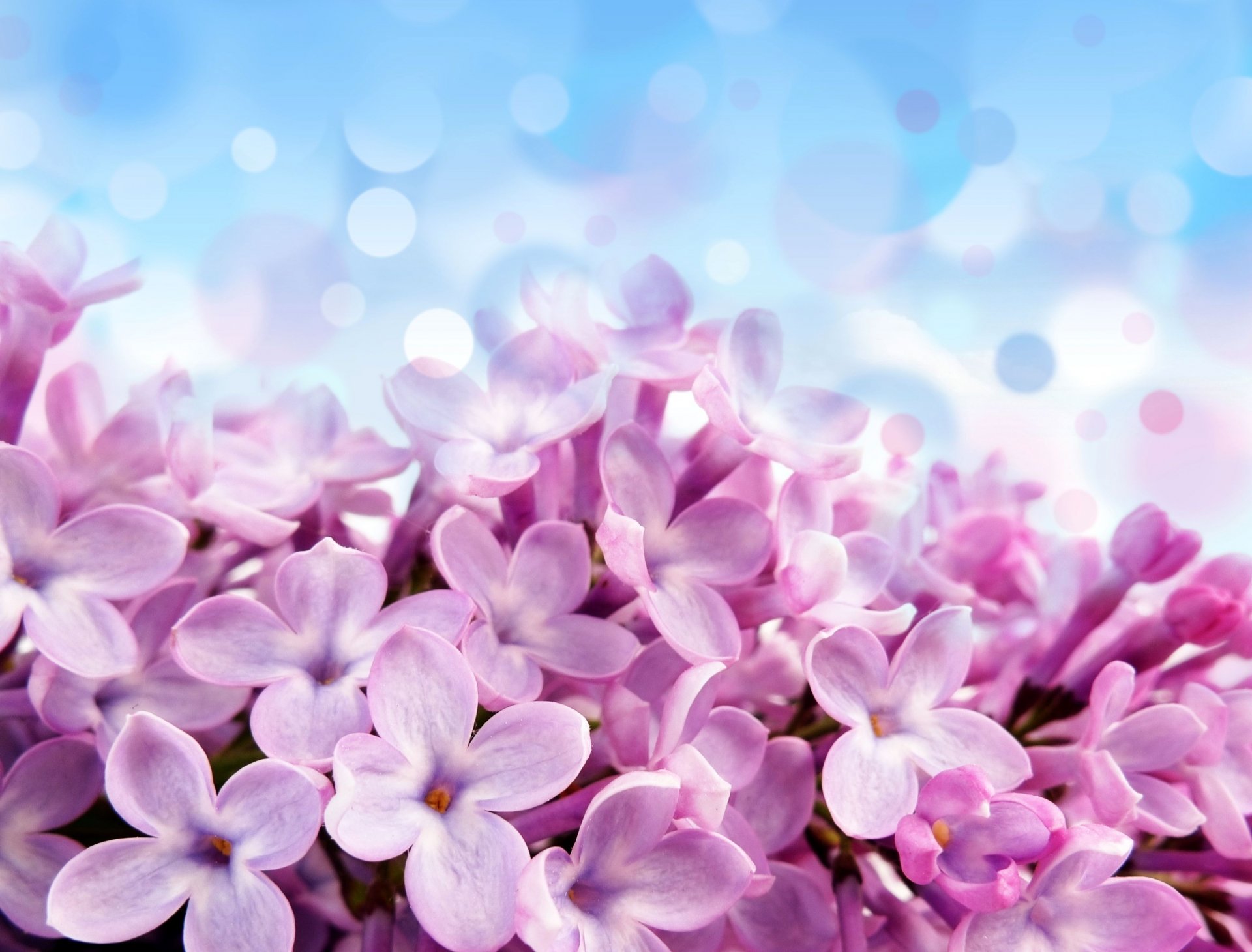 pale red-violet flowers beautiful purple flower blue background reflection