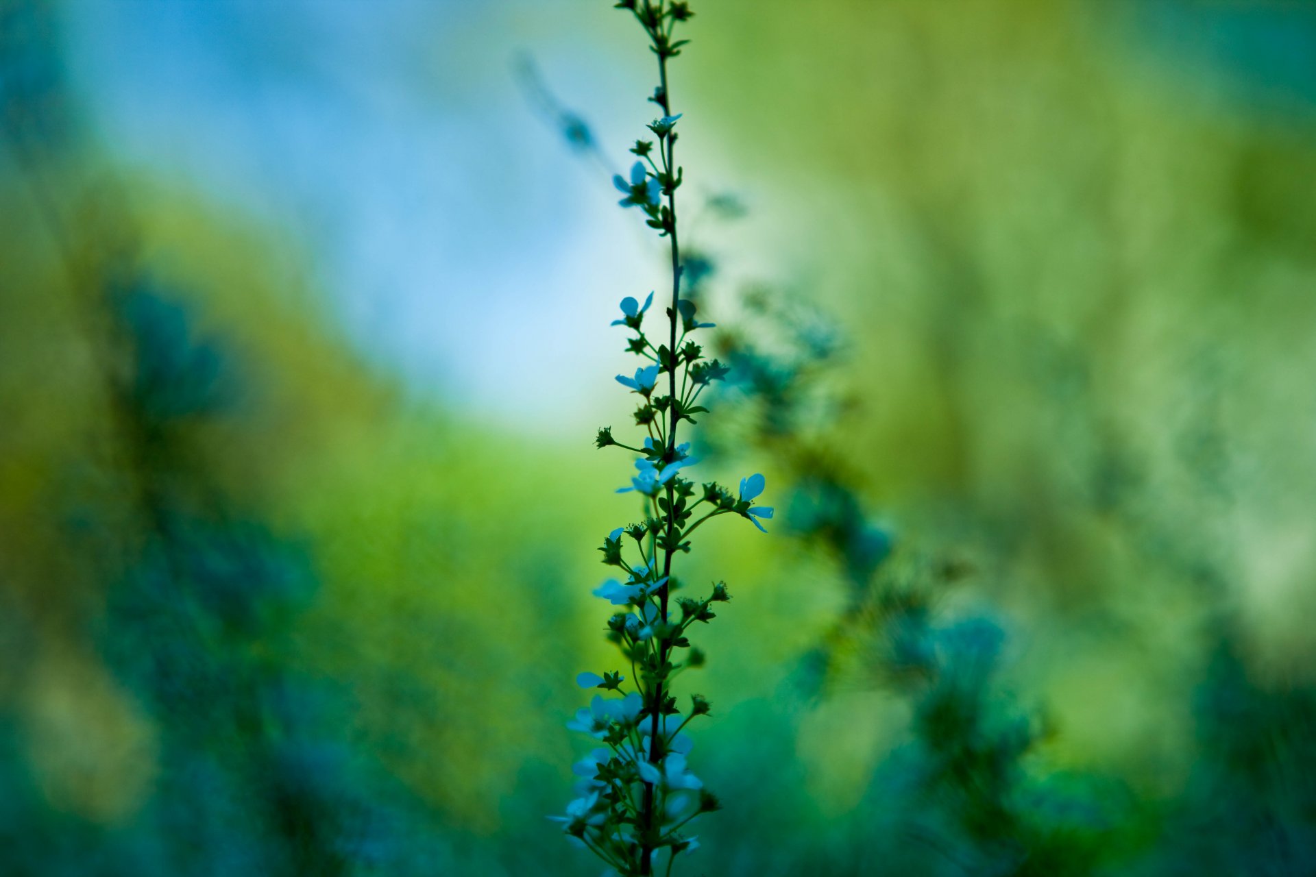 makro pflanze grün blau blumen zweig stiel