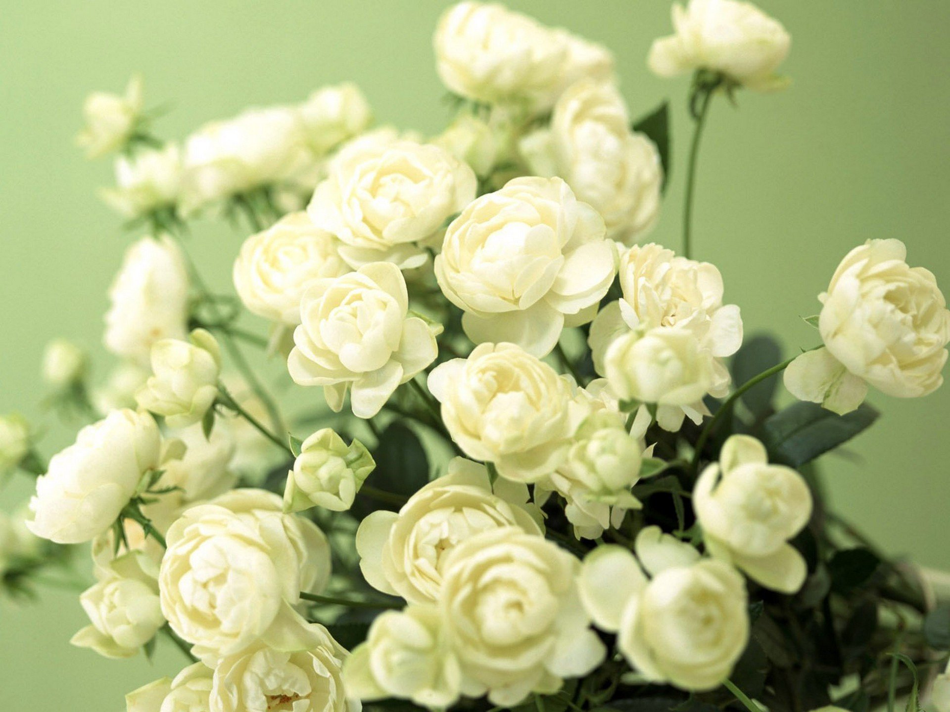 fleurs bourgeons vert blanc tendresse papier peint photo