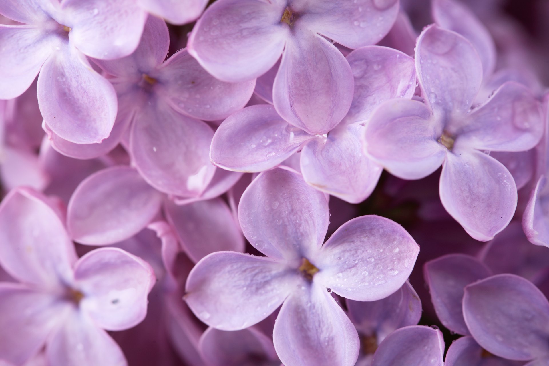 lilas fleurs pétales printemps nature gros plan