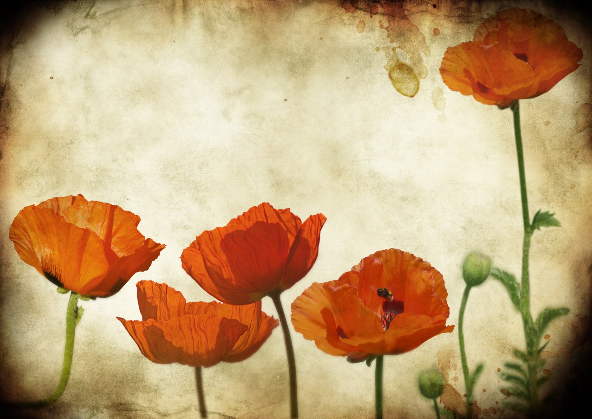 grunge textur mohn mohn blumen papier