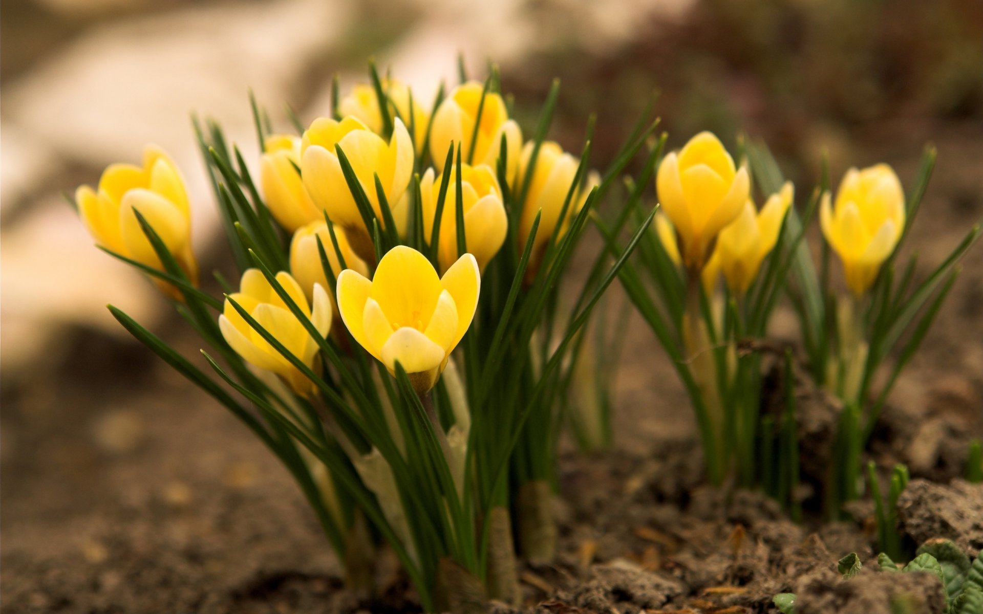 crocus yellow flower grass land primrose spring nature close up