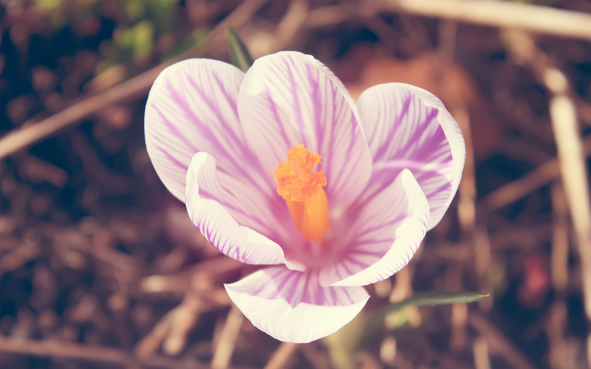 crocus white pink petal