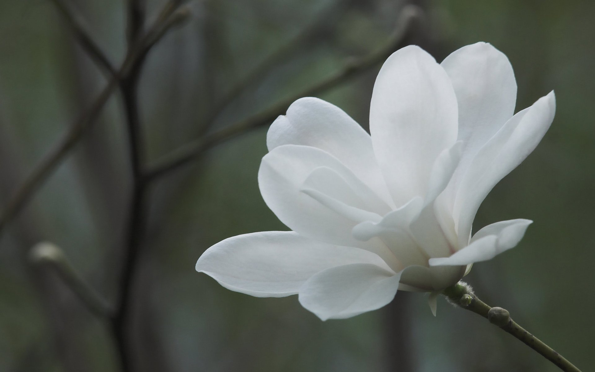 magnolia blanc fleur branche branche fond fleurs printemps macro