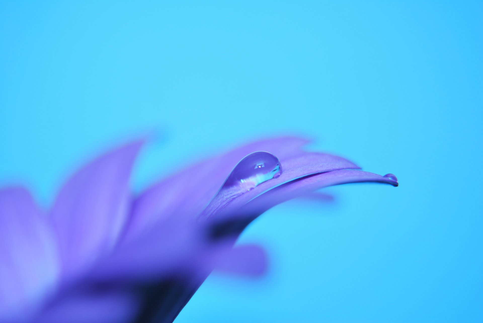 flower lilac purple petals petal drop macro color blue tenderne