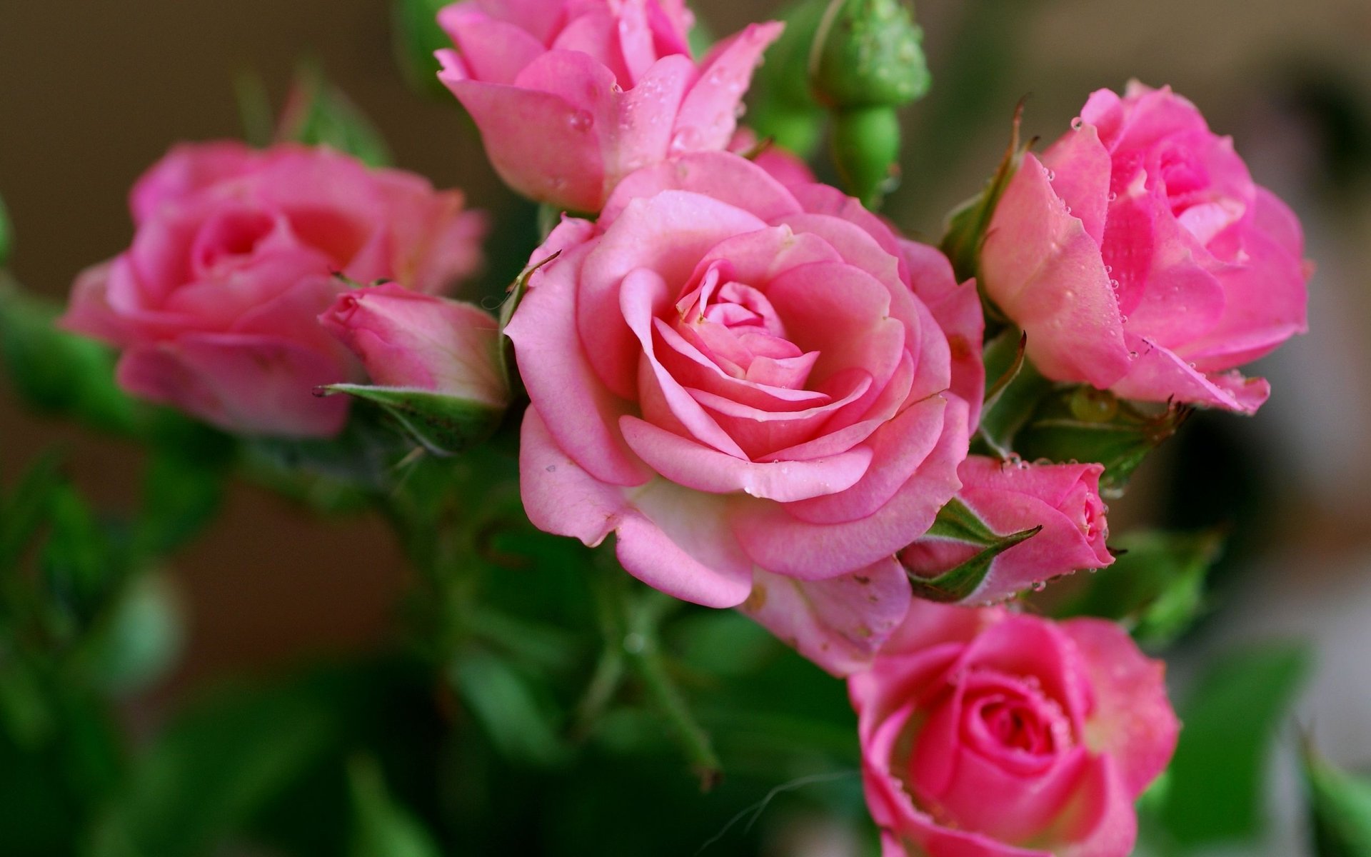 rosa rosa flor hermoso fondo de pantalla naturaleza rosas rosas flores pétalos belleza