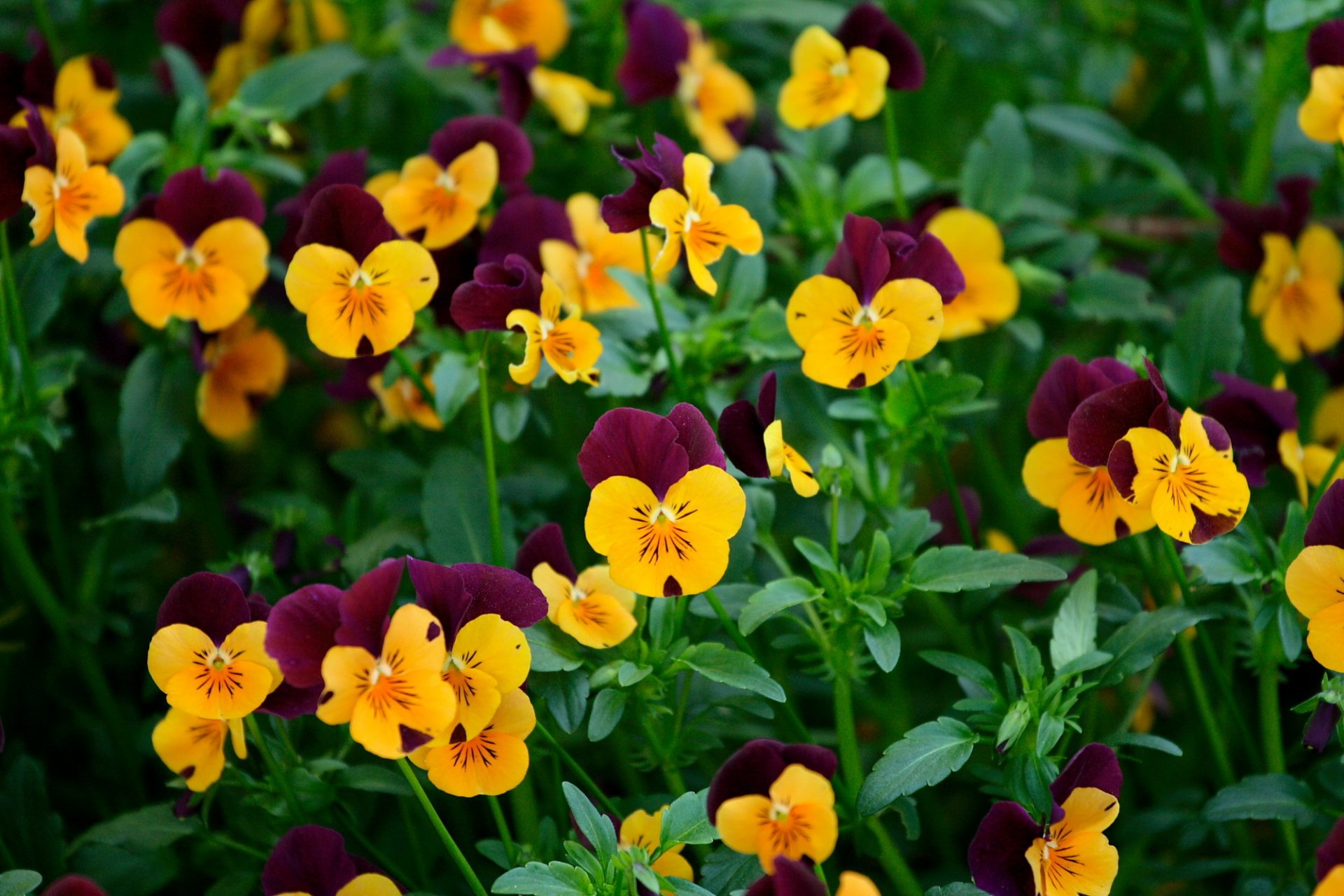 fleurs verdure pensées viola