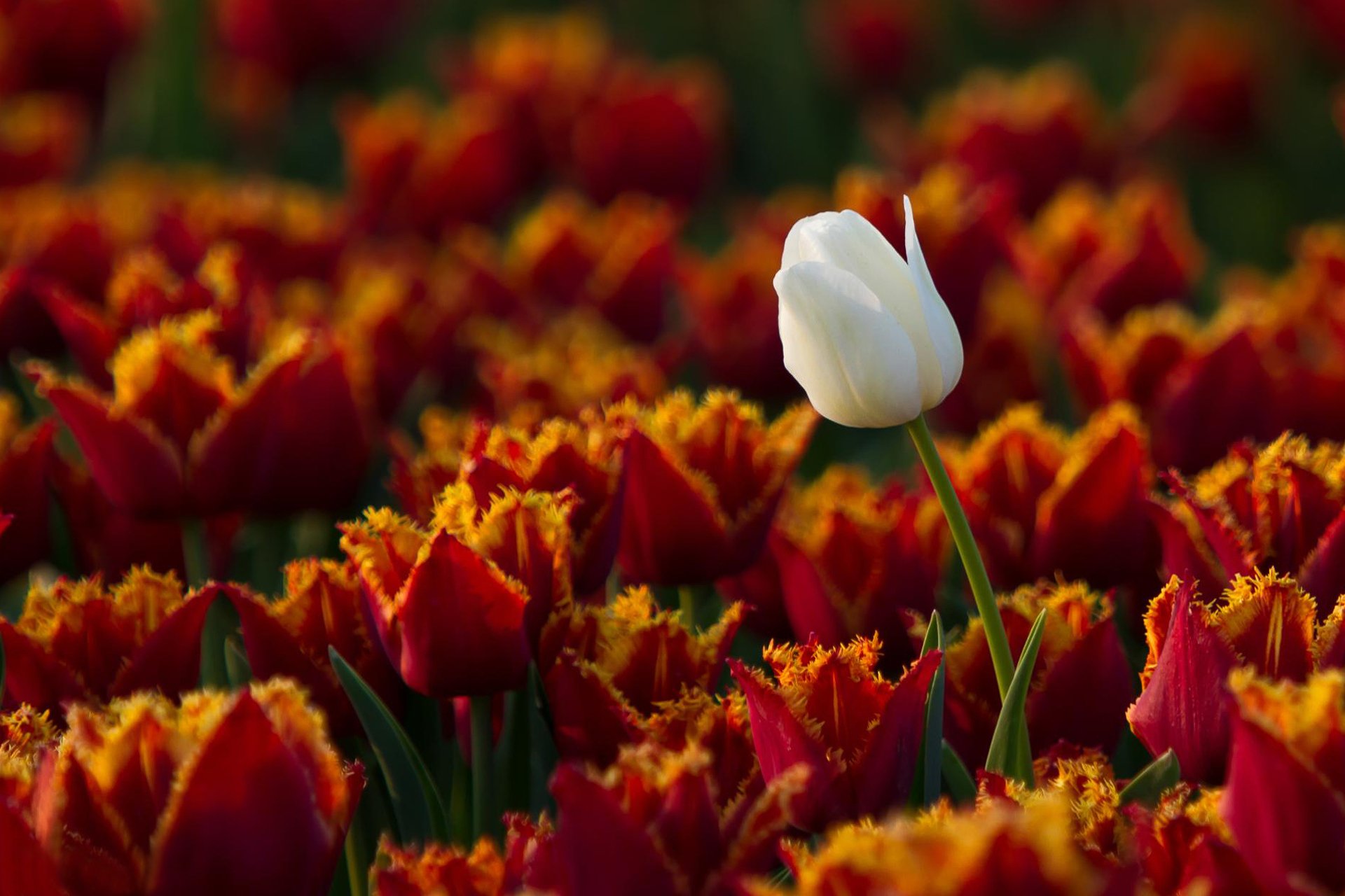 tulipanes peludo uno blanco