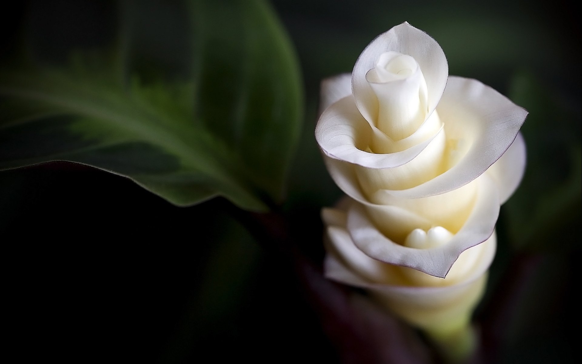 fleurs tendresse gros plan pétales