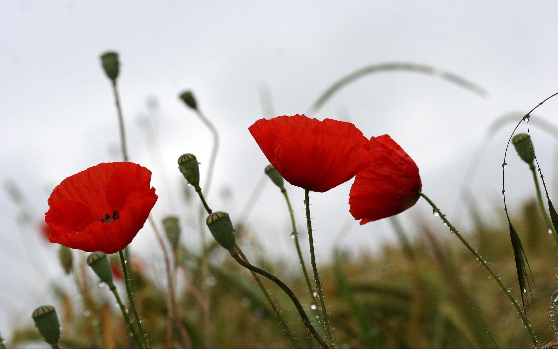 poppies drops weather mood summer nature flower