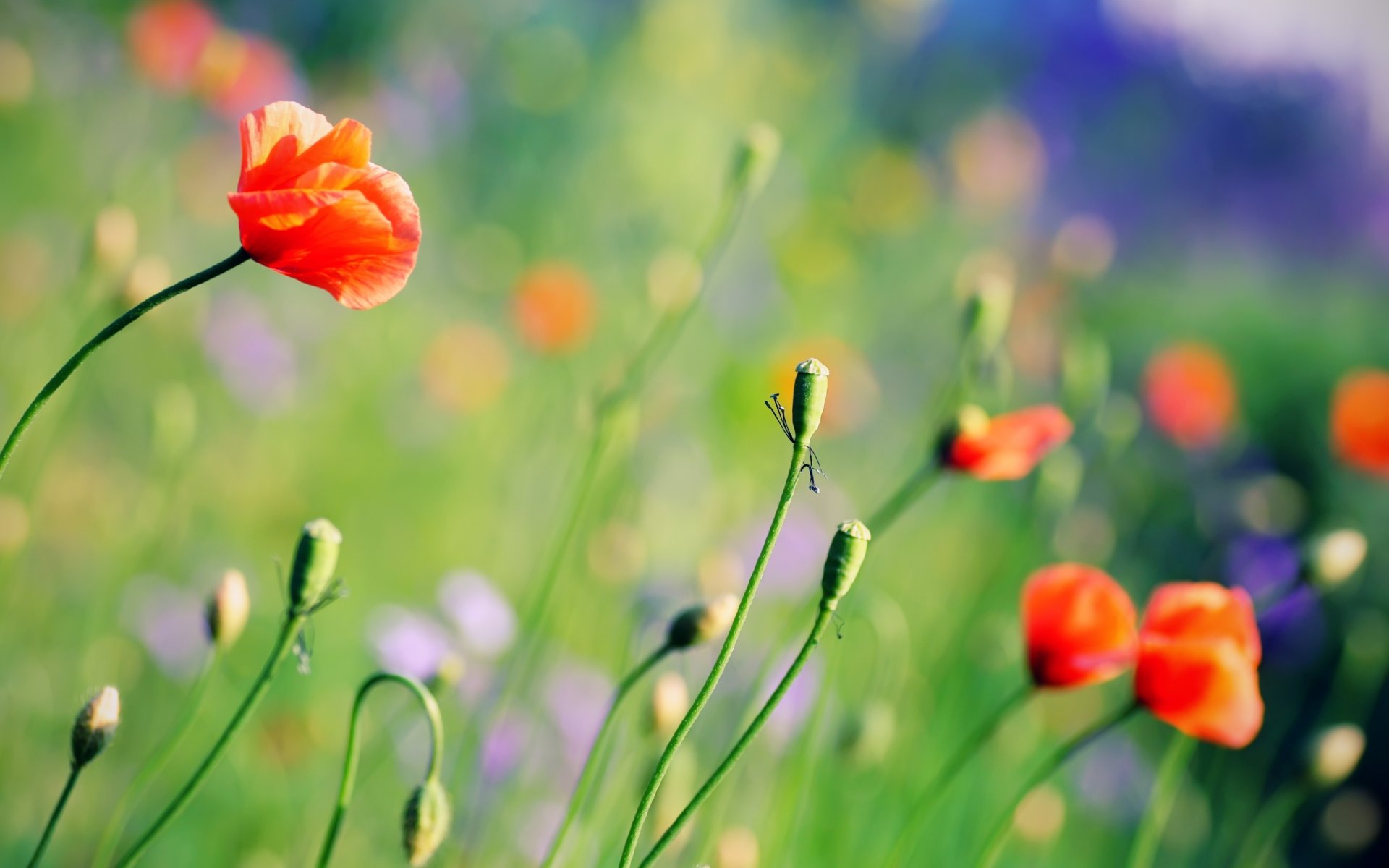 flower poppies field summer bright flowers plants background wallpaper