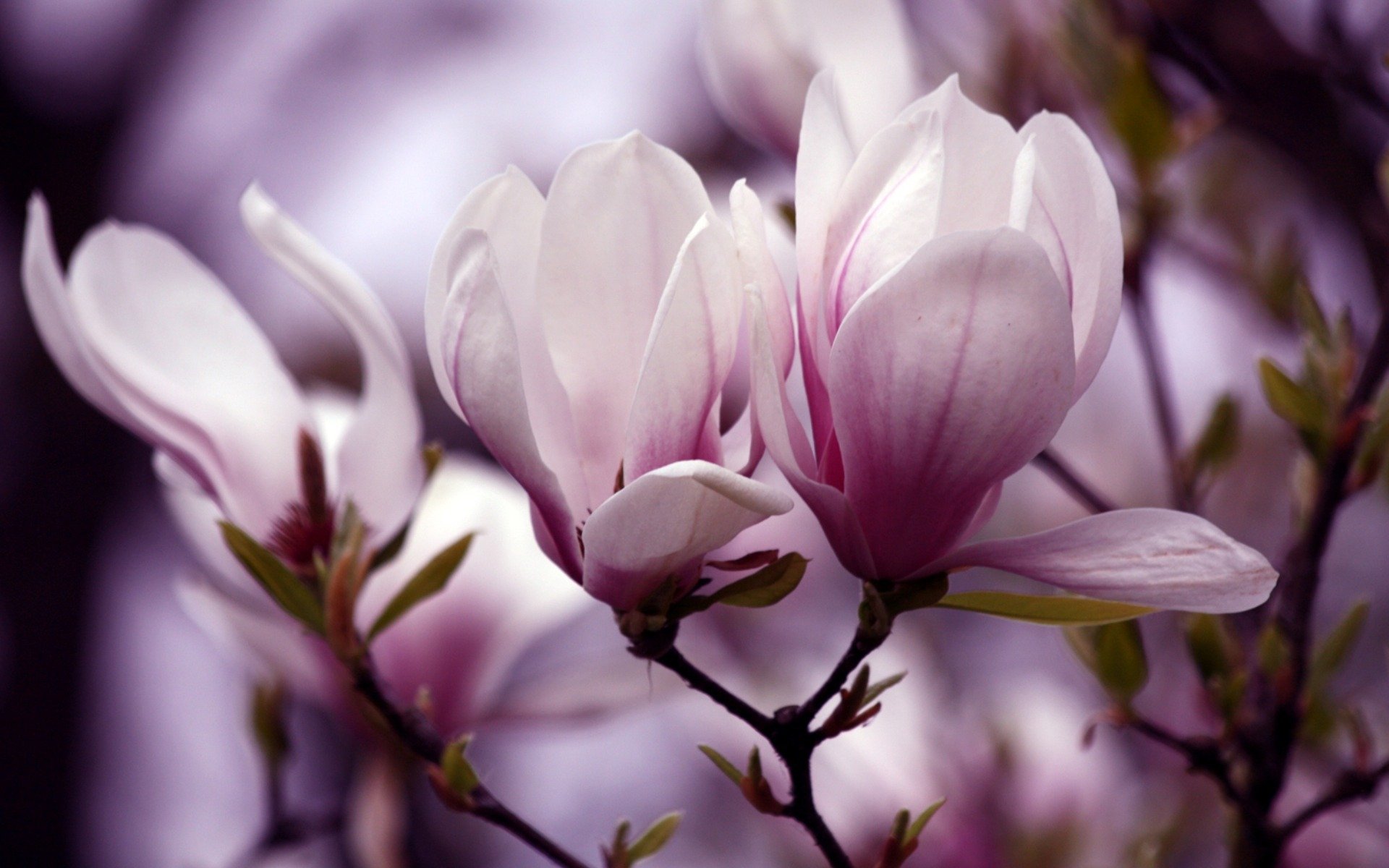 fleurs floraison magnolia brindille pétales