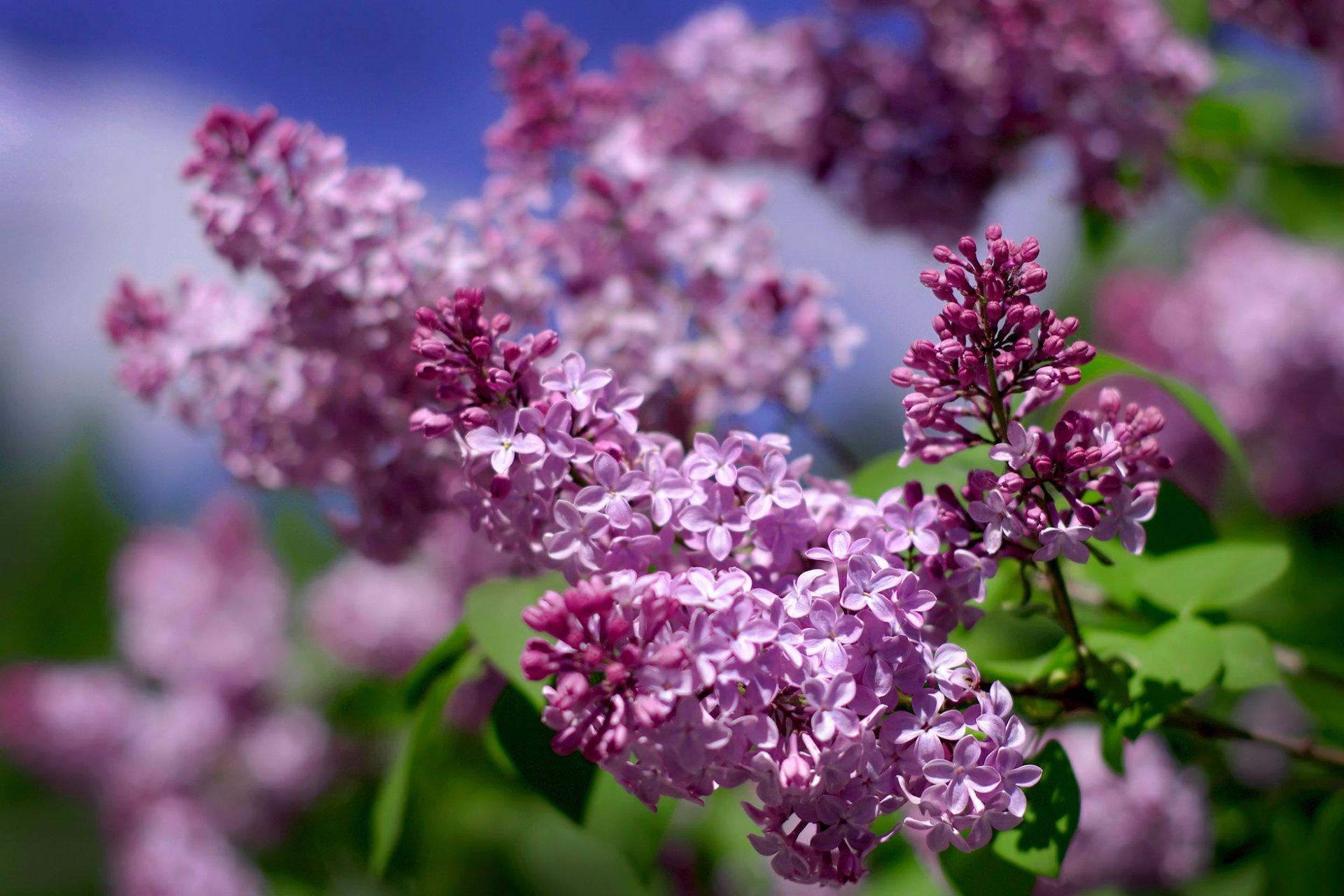 ummer sky lilac beauty