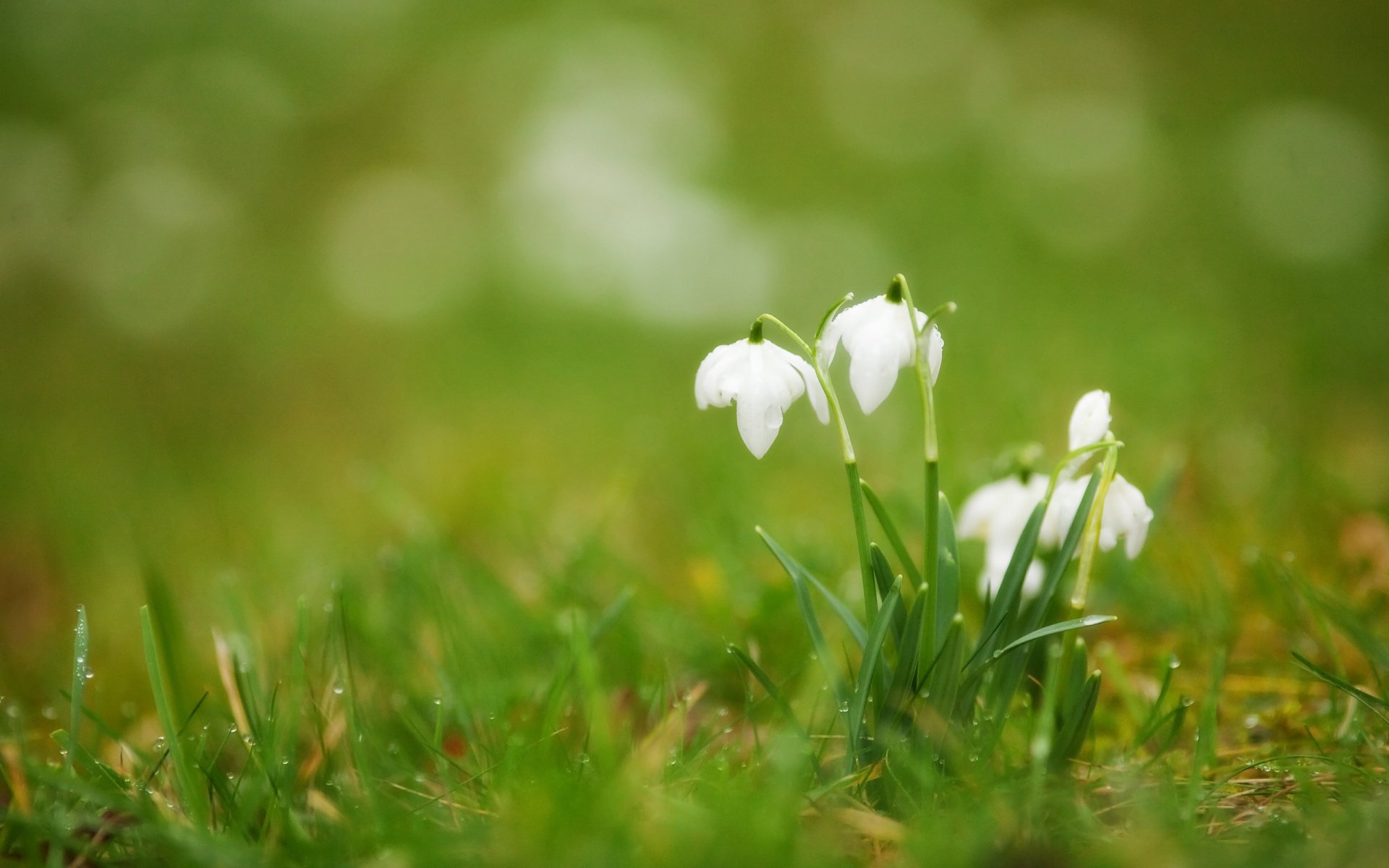 perce-neige blanc primevère bourgeons herbe gouttes rosée flou printemps fleurs