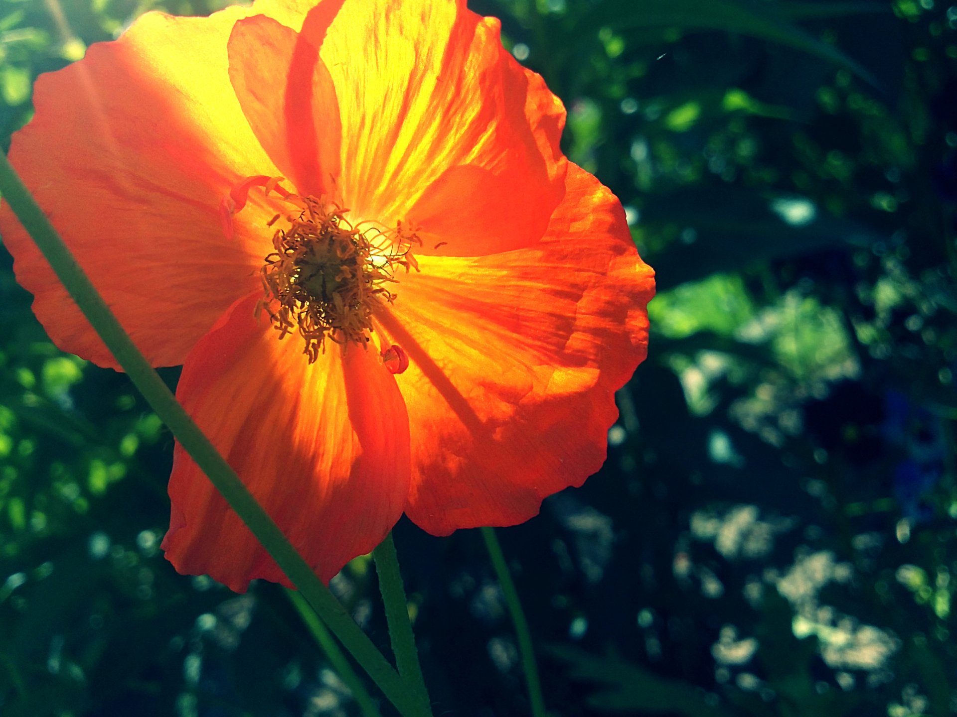 mohn orange grün sommer