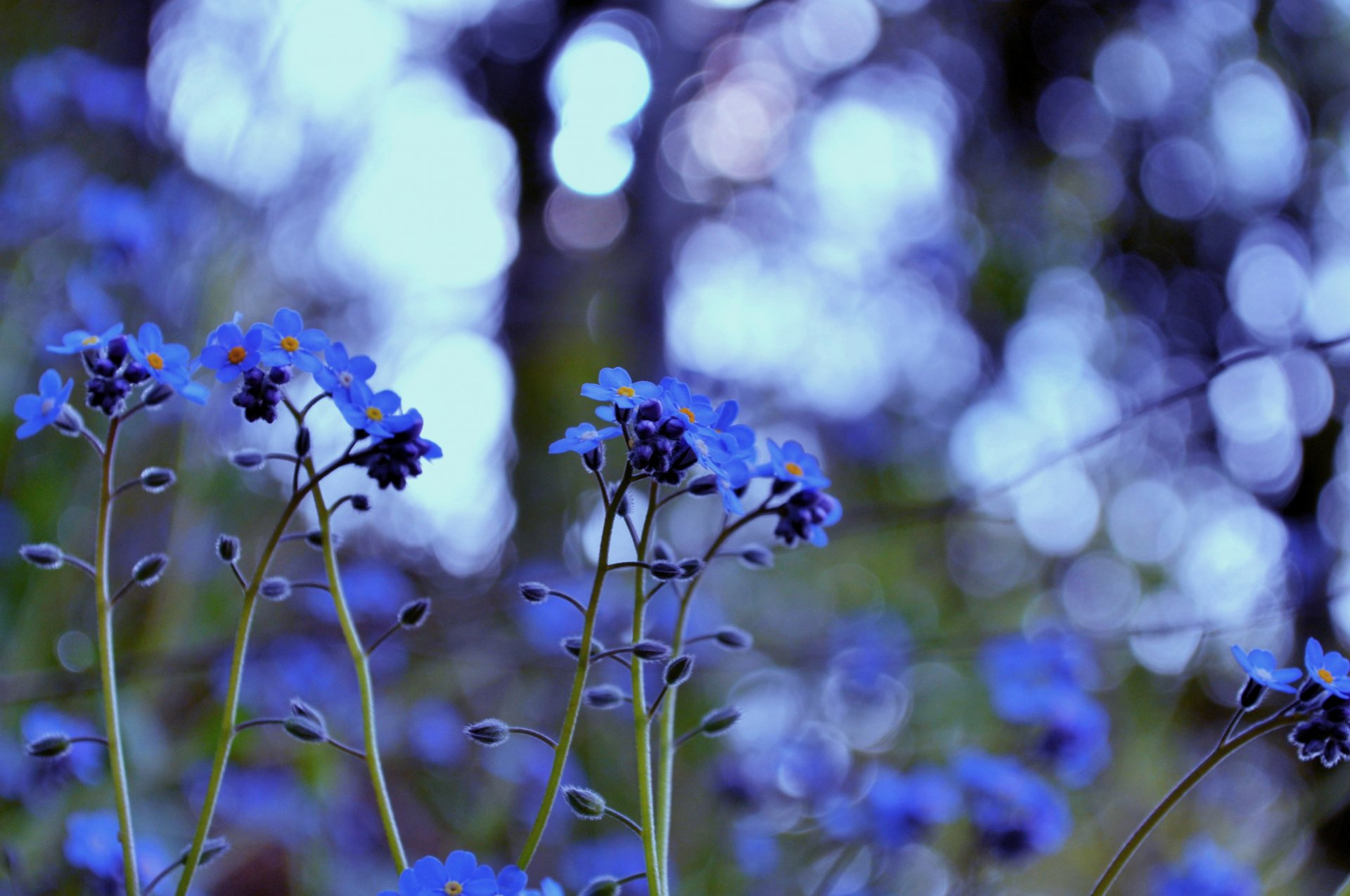 nomeolvides flores plantas hierba luz color azul resplandor desenfoque macro naturaleza