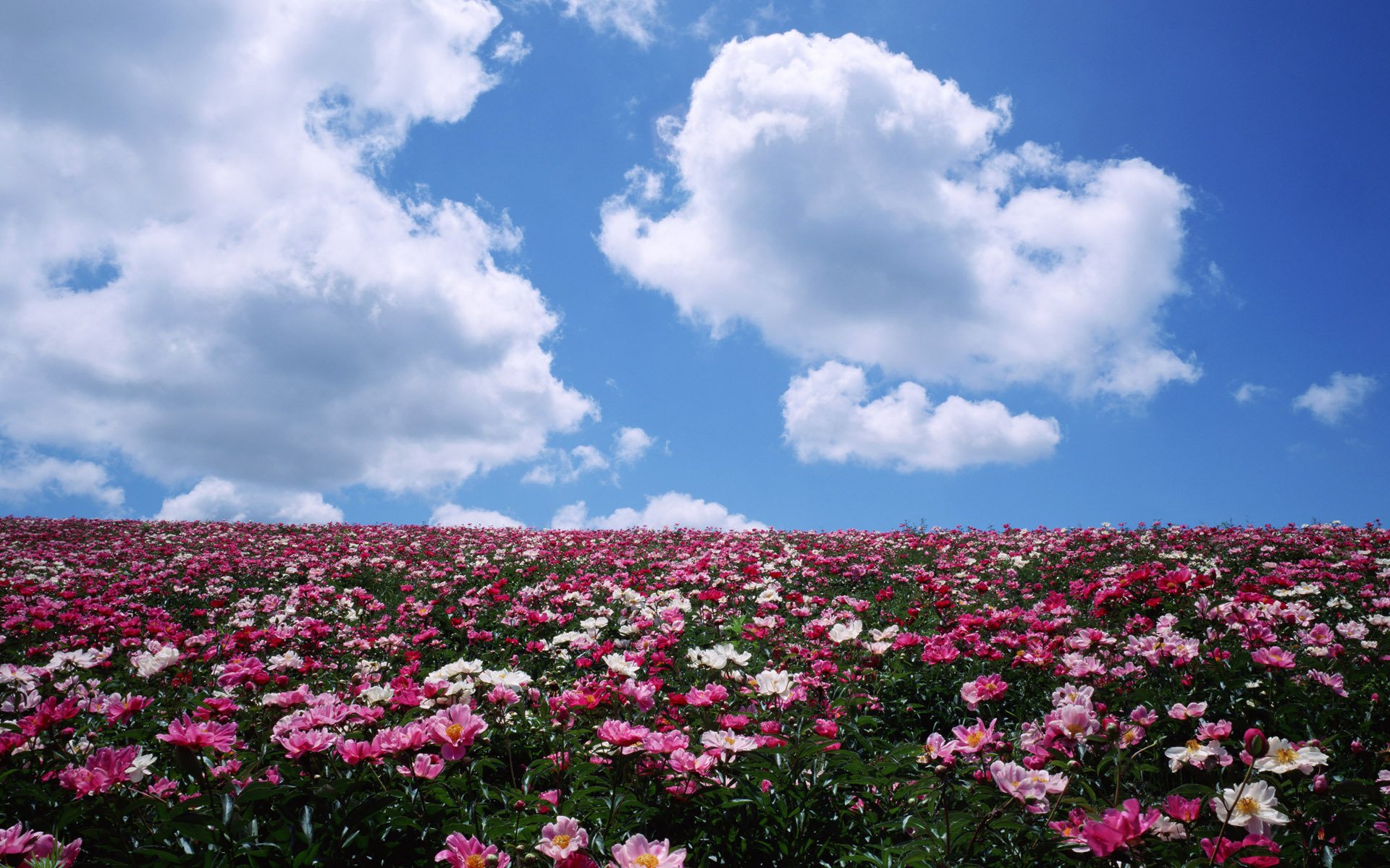 fleurs champ pivoines nuages horizon