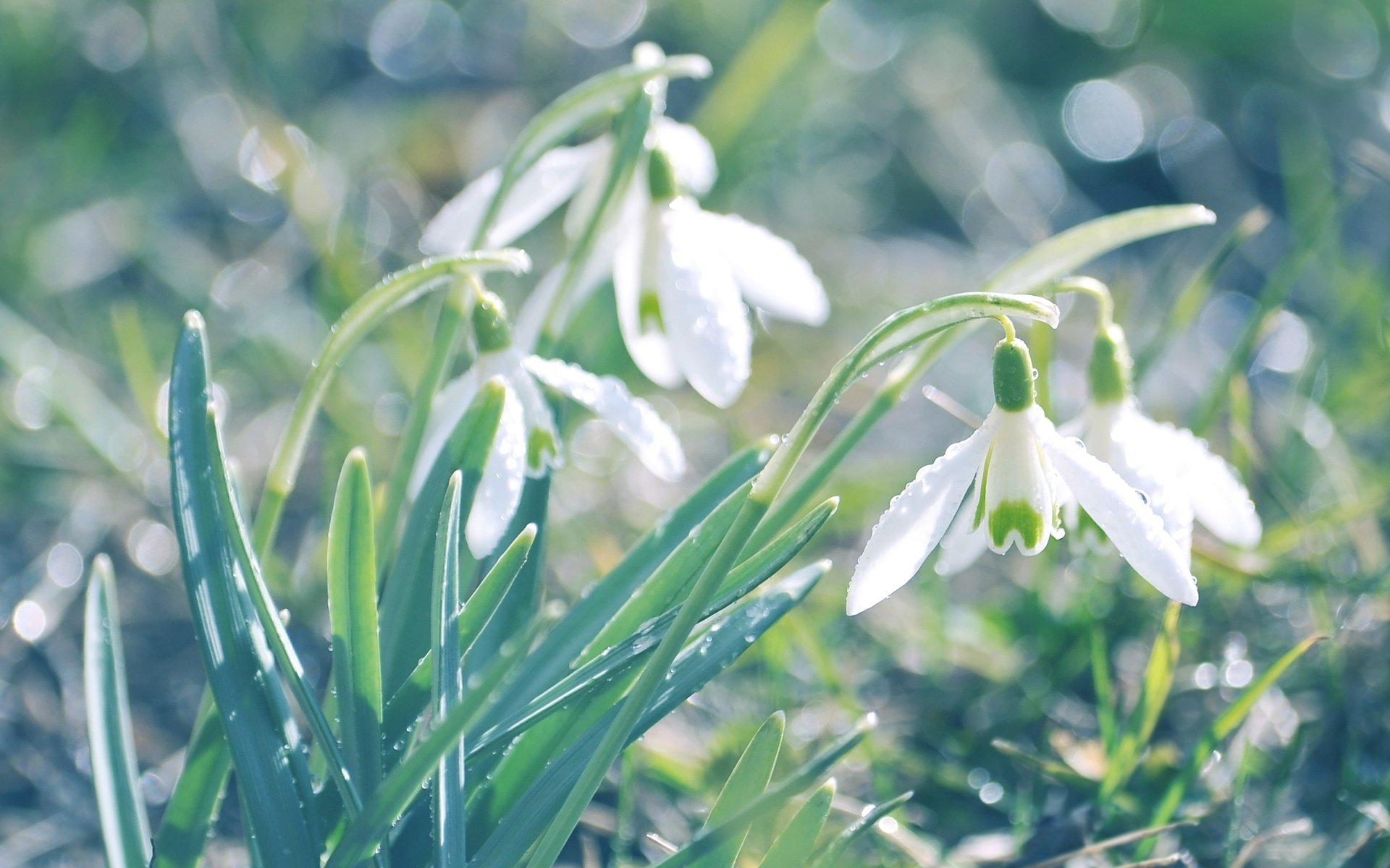 schneeglöckchen blumen primel weiß grün gras pflanzen erde natur blendung licht unschärfe frühling makro