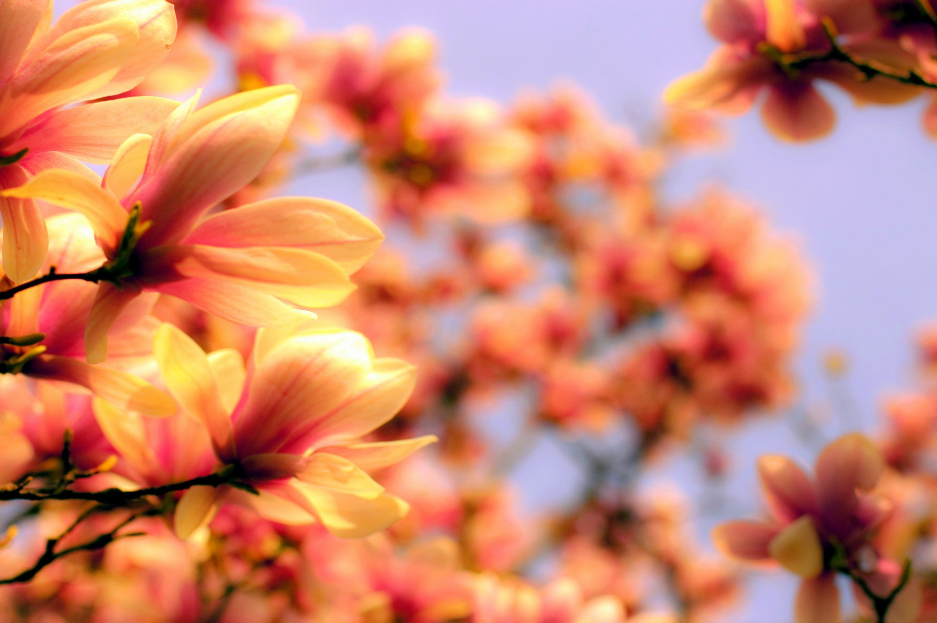 magnolia petals bright flowering twigs branches blurring spring flowers nature