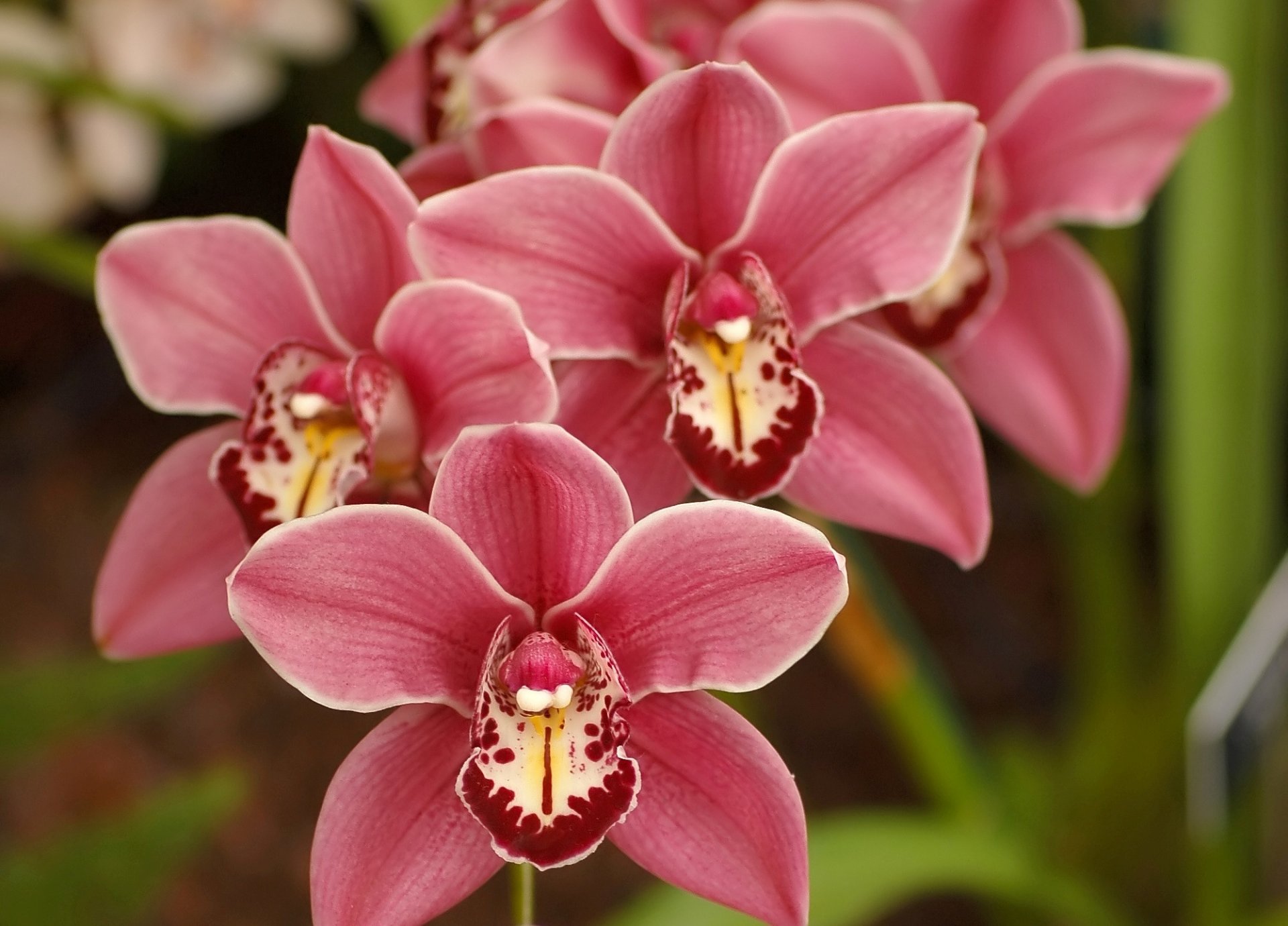 orchidée clarissa austin meilleures fleurs roses beau fond d écran nature fleurs orchidées rose pétales cymbidium nature printemps beauté