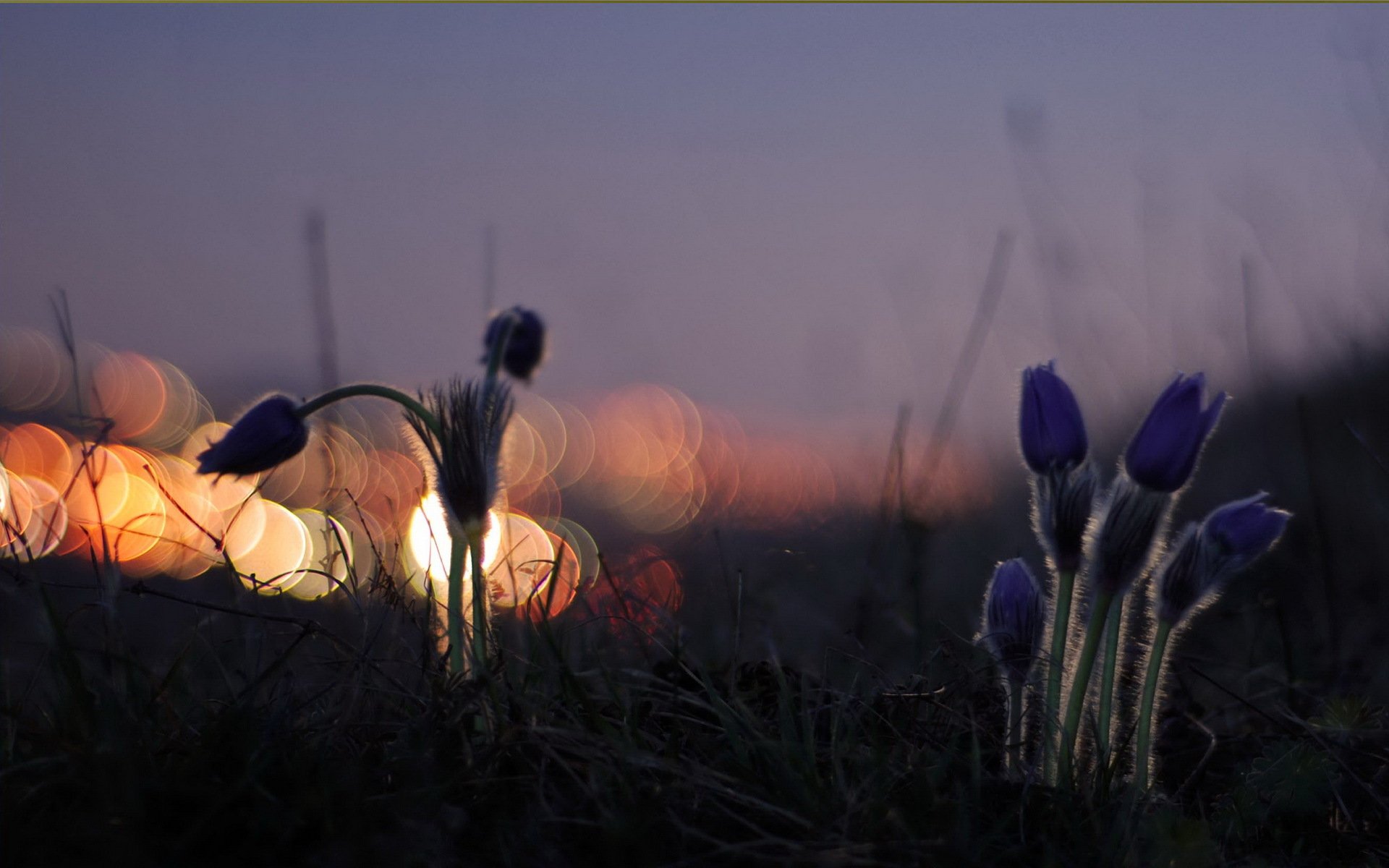 fleurs nuit lumière nature