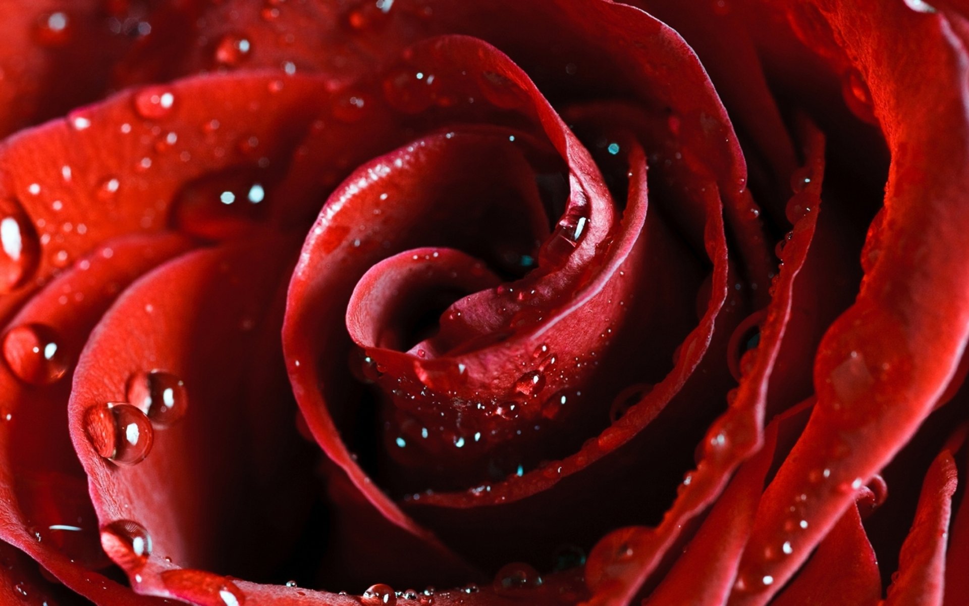 wallpaper rose red scarlet flower beautiful wallpapers nature rose red scarlet flowers petals beauty tenderness drops dew