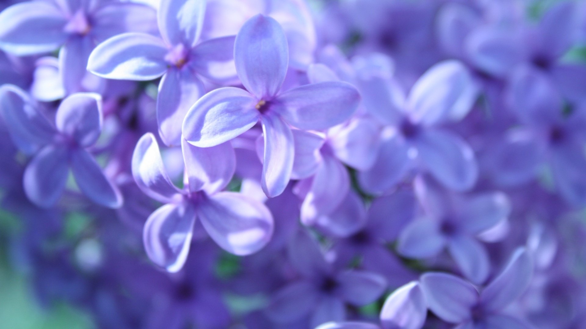 lilas macro printemps floraison flou