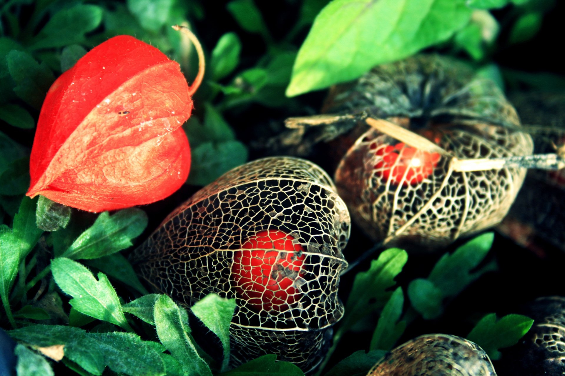 flores physalis naranja caja