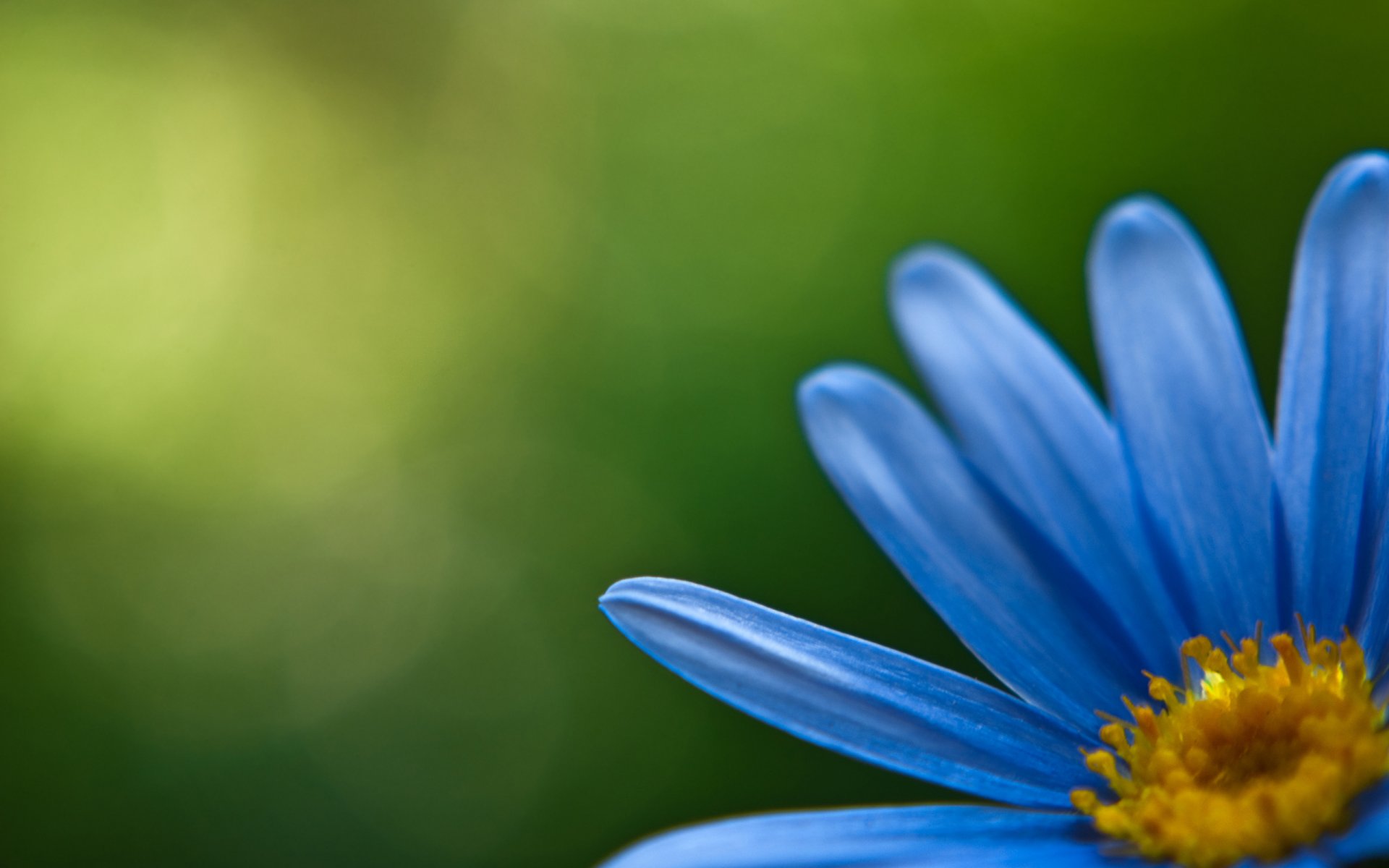 flowers twigs flowers flowers flower petal petals blue yellow green beautiful wallpapers backgrounds flowers wallpaper