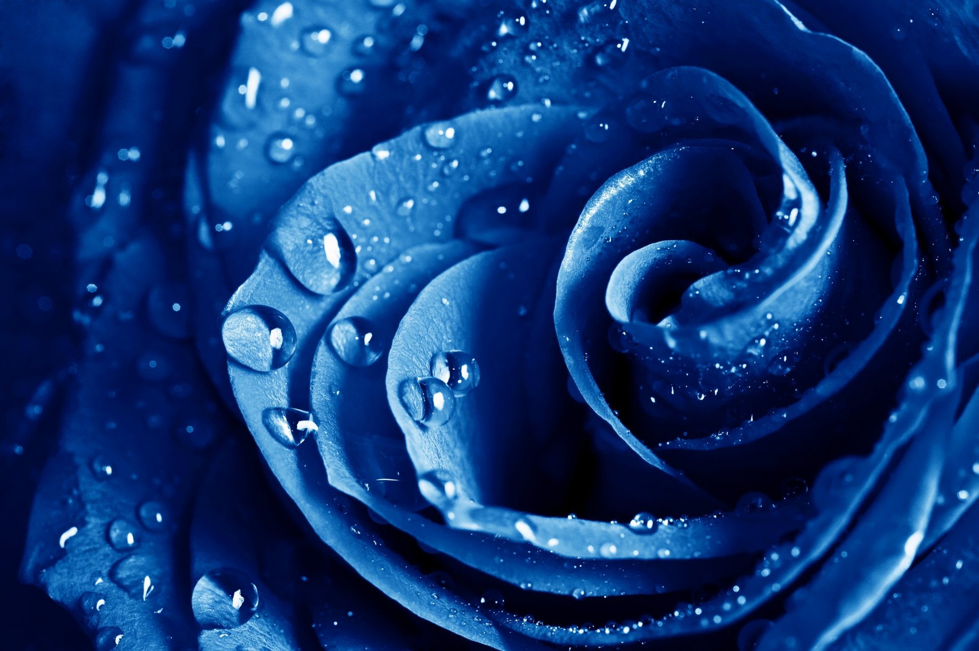 blaue rose blaue rose rose makro